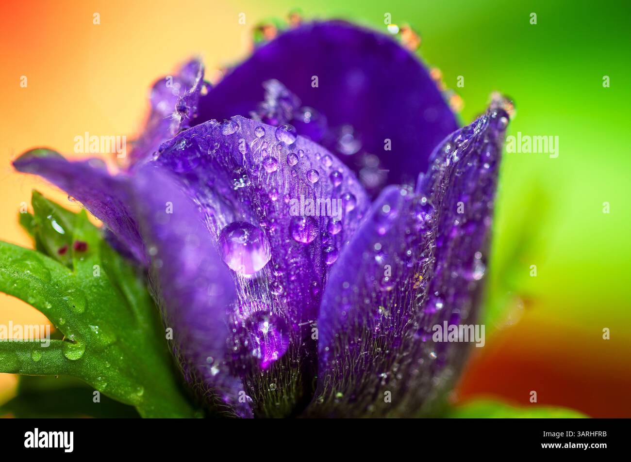 Plan macro d'une fleur d'anémone violette, recouverte de rosée. Les gouttelettes d'eau magnifient la texture complexe des pétales, soulignant le détail délicat Banque D'Images