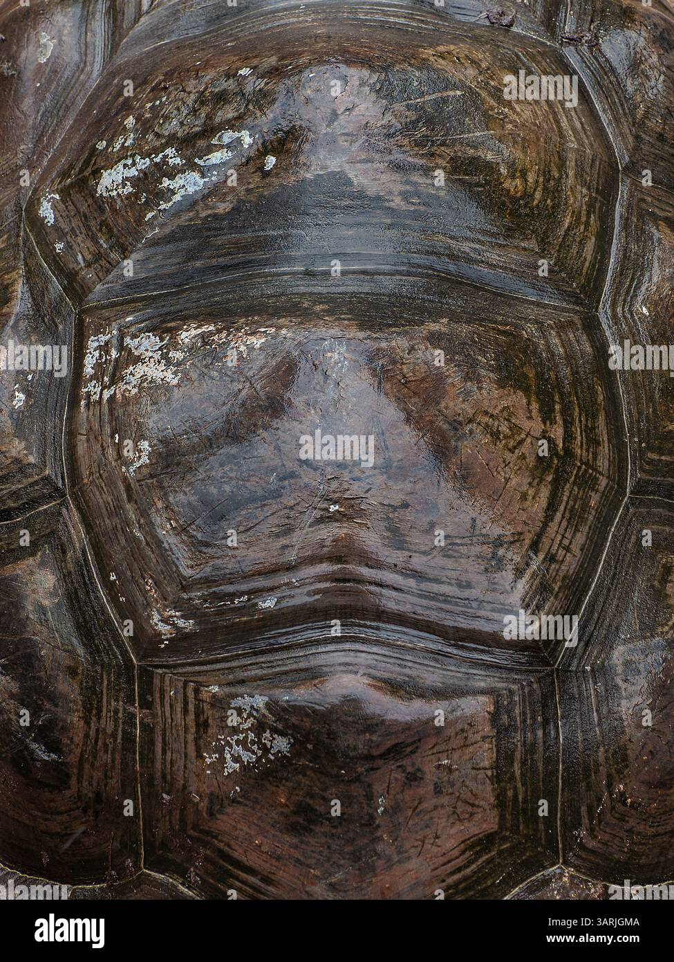 Vue rapprochée de la texture de la coquille de la tortue des Seychelles (Aldabrachelys gigantea), fond de coquille de tortue géante d'Aldabra Banque D'Images