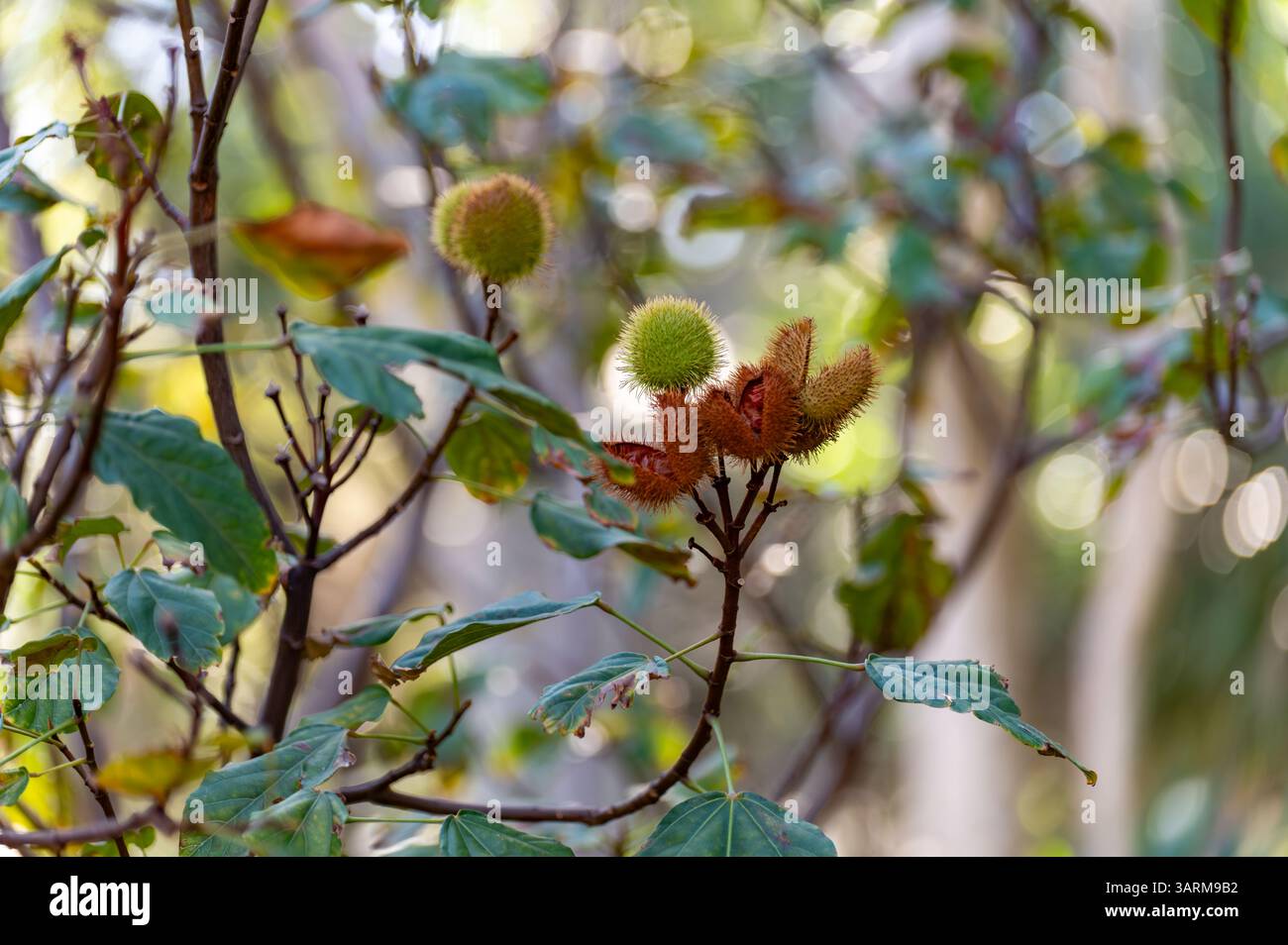 Bixa orellana ou plante achiote, source d'annato, condiment rouge orangé mûr naturel utilisé pour la coloration alimentaire, la peinture corporelle, les épices Banque D'Images
