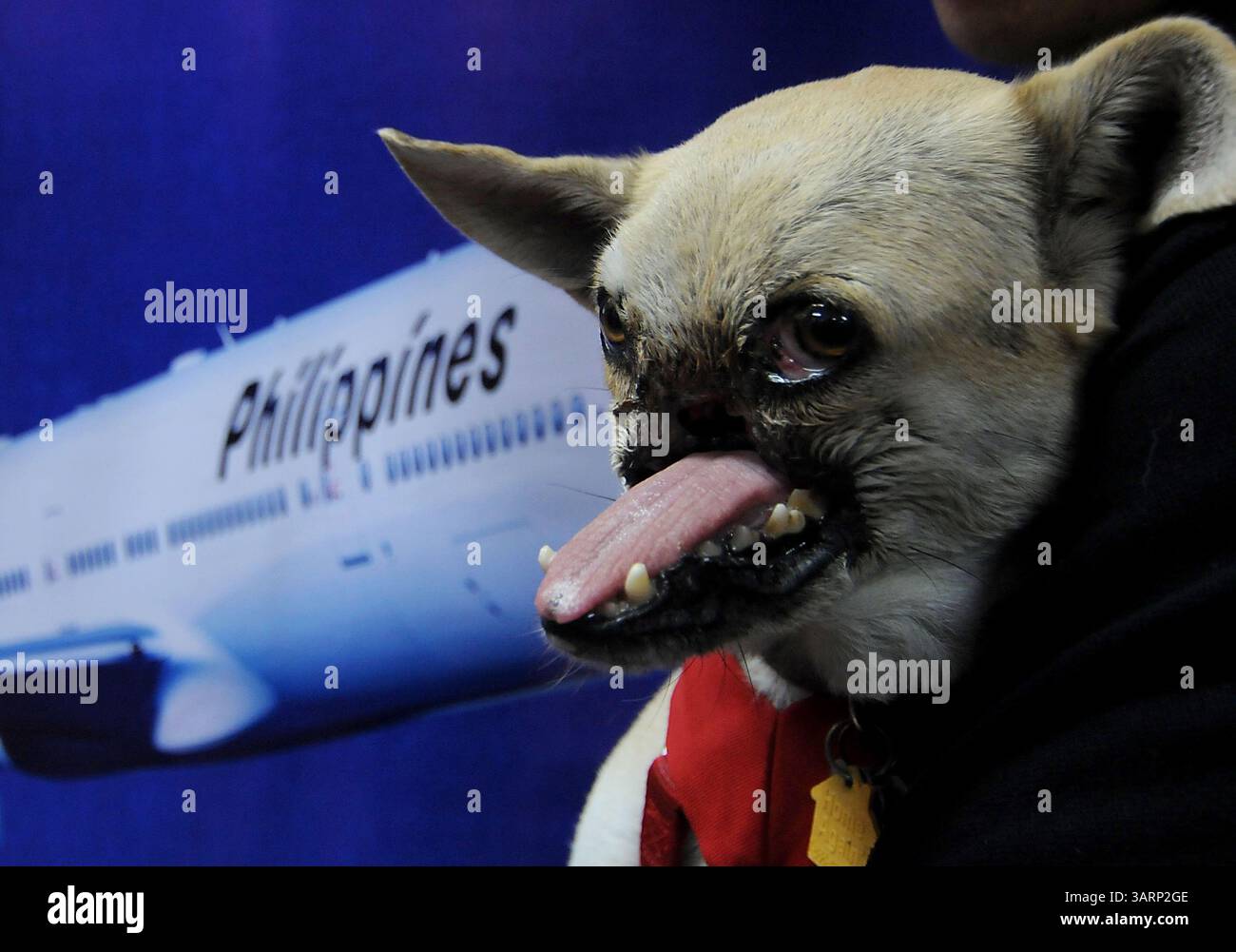 8 juin 2013 - Makati, Philippines - le chien héros Kabang pose pour les photographes lors d'une conférence de presse dans la ville de Makati, à l'est de Manille, Philippines, le 8 juin 2013. Kabang est rentrée chez elle des États-Unis après avoir reçu un traitement pour son museau et sa mâchoire supérieure, qu'elle a perdu dans un accident, sauvant la vie de la fille et de la nièce de son propriétaire d'une moto venant en sens inverse. (Crédit image : © Ezra Acayan/ZUMAPRESS.com) Banque D'Images
