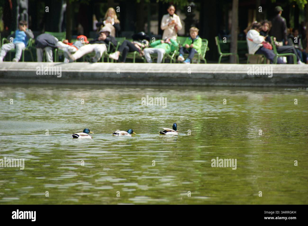 Les canards colverts nagent paisiblement dans un étang des Tuileries à Paris, tandis que les gens se détendent au bord de l'eau en arrière-plan Banque D'Images