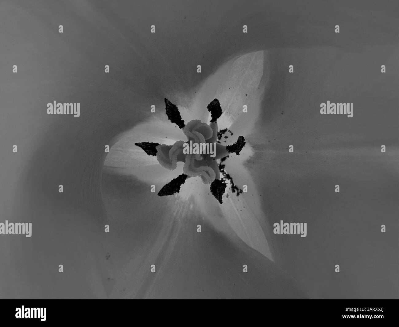 Coeur monochrome d'une fleur de tulipe Banque D'Images Coeur monochrome d'une fleur de tulipe Banque D'Images