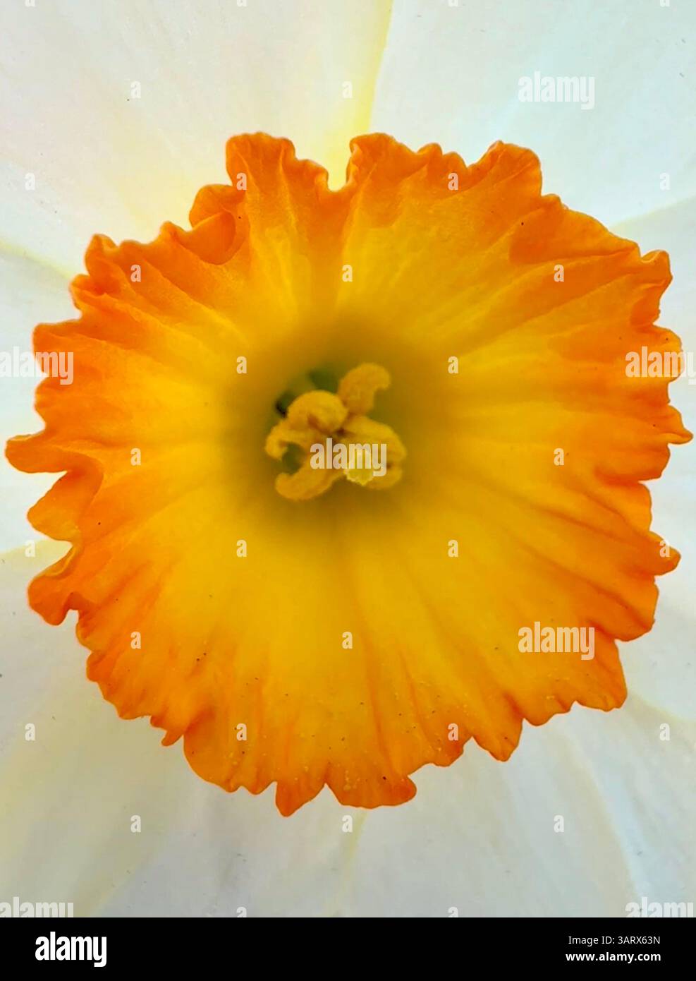 Gros plan d'une floraison de jonquille jaune et orange éclatante Banque D'Images