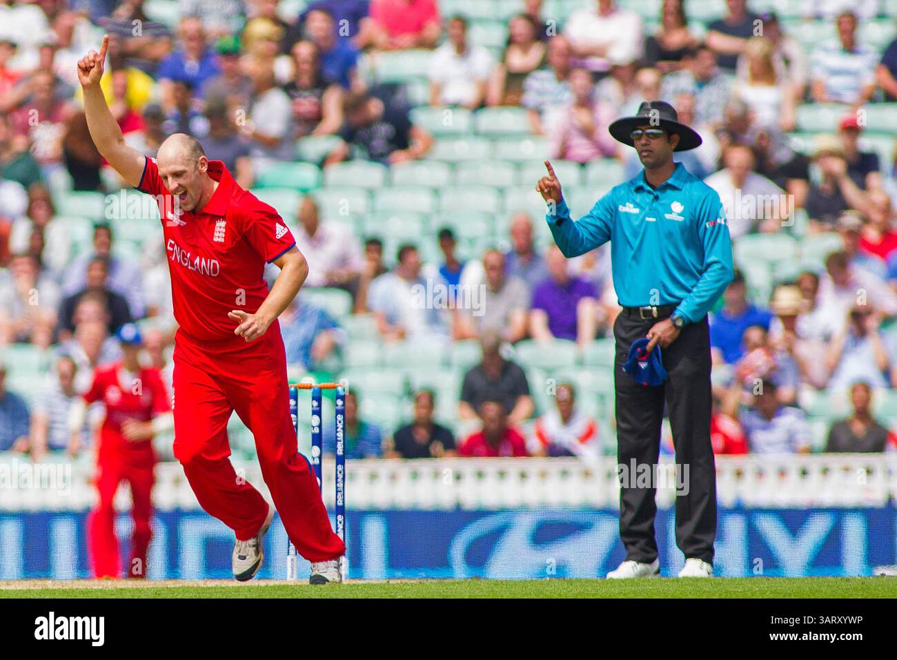 LONDRES, ANGLETERRE - 19 juin : L'anglais James Tredwell célèbre avoir pris le guichet de la FAF du Plessis (non représenté) lors du match international de demi-finale du Trophée des Champions ICC entre l'Angleterre et l'Afrique du Sud au terrain de cricket ovale le 19 juin 2013 à Londres, Angleterre. (Photo de Mitchell Gunn/ESPA)(image de crédit : © ESPA photo Agency/Cal Sport Media/ZUMAPRESS.com) Banque D'Images
