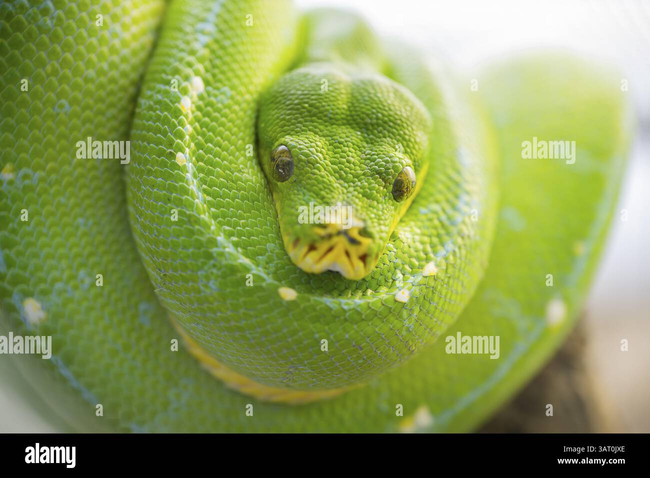 Python d'arbre vert (Morelia viridis), portrait, captif, Allemagne, Europe Banque D'Images