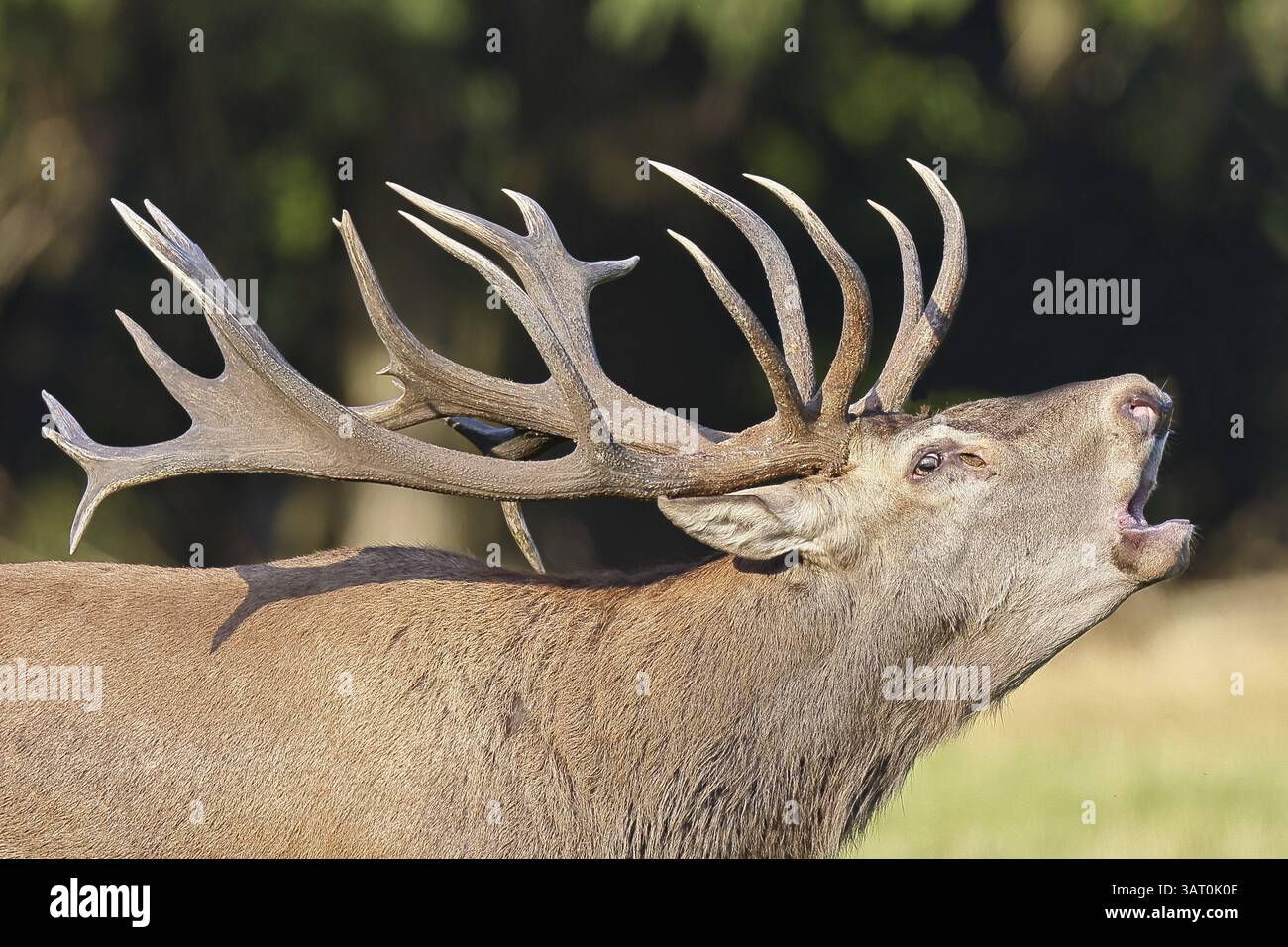 Cerf roux (Cervus elaphus) pendant la saison des ornières, un cerf capital rugissant dans une clairière forestière, portrait d'animaux, faune, Sauerland, Rhénanie-du-Nord-nous Banque D'Images