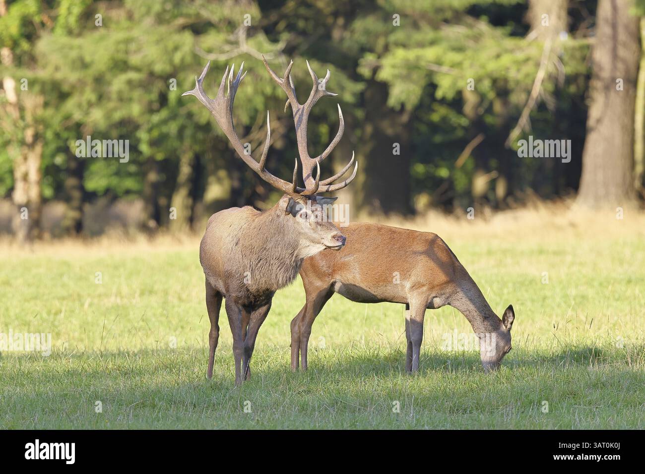 Cerf roux (Cervus elaphus) en saison d'ornithage, cerf-majuscule avec biche dans une clairière forestière, faune sauvage, Sauerland, Rhénanie-du-Nord-Westphalie, Allemagne, Europe Banque D'Images