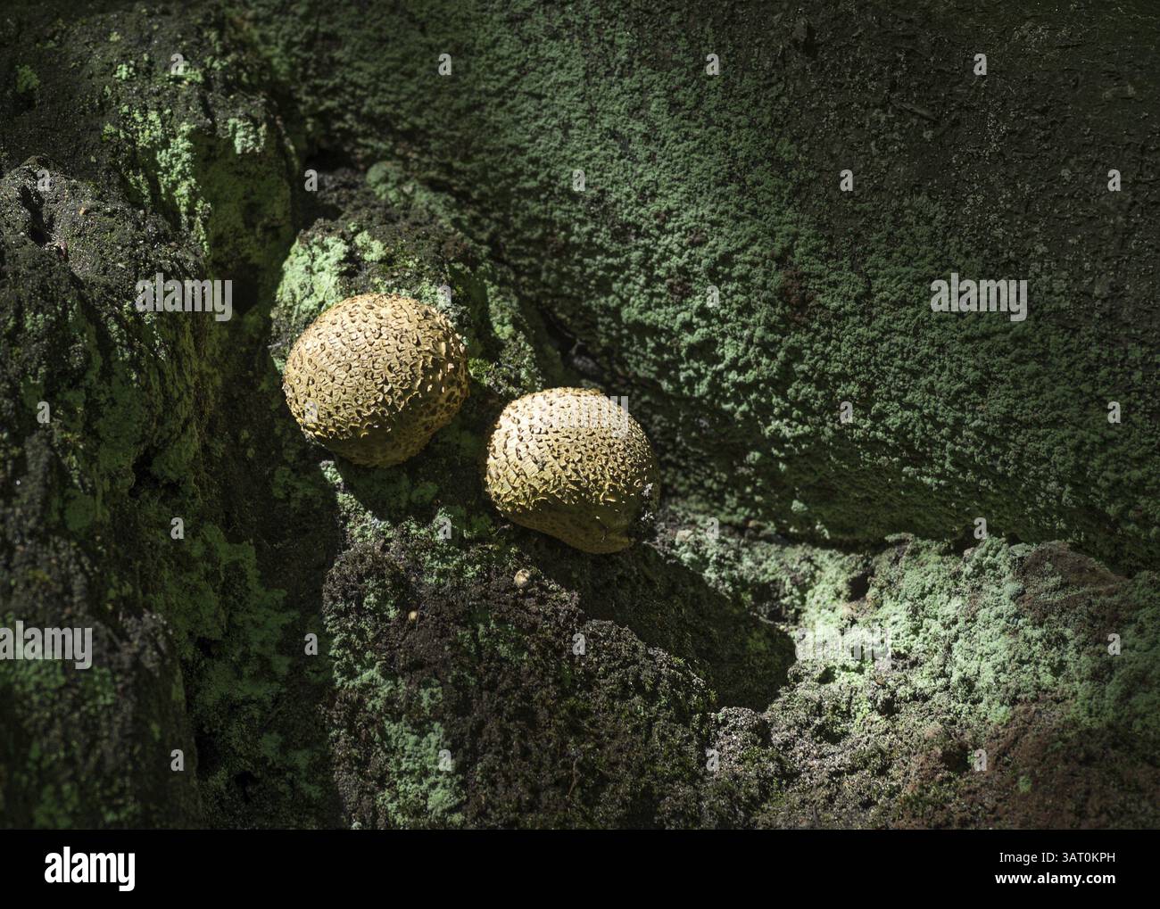 Petits champignons sur la colline Banque D'Images