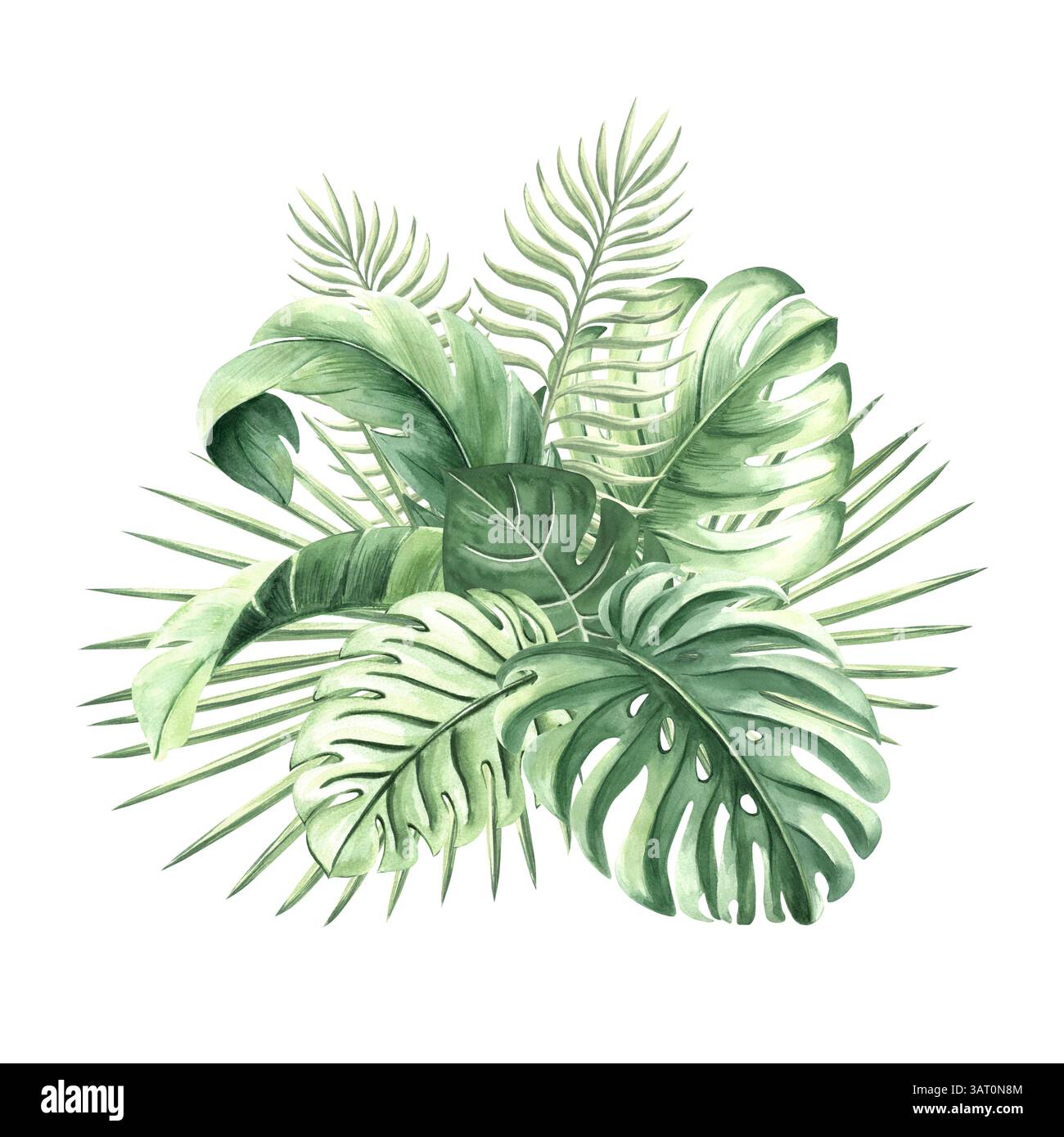 Aquarelle feuilles de palmier tropical illustration isolée pour les conceptions de forêt tropicale d'été. Monstera verte dessinée à la main et plantes de la jungle en botanica réaliste Banque D'Images
