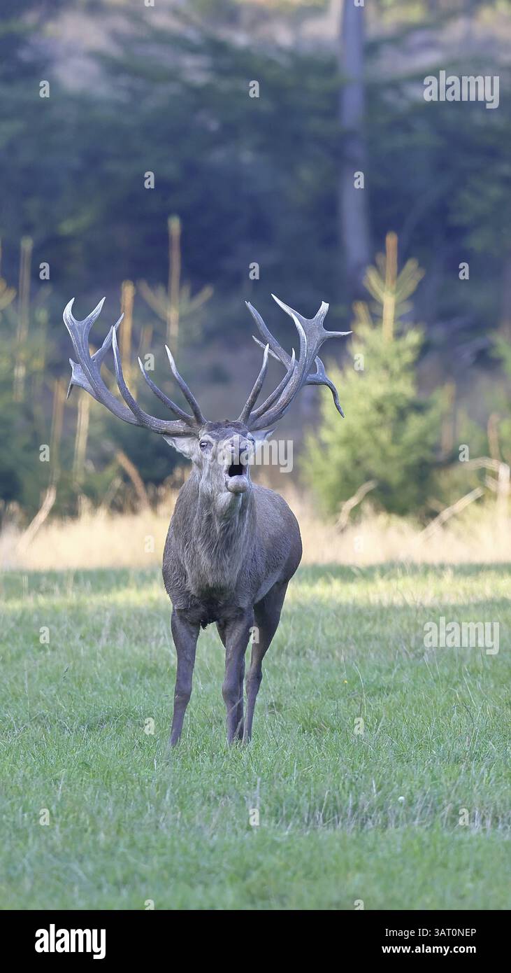 Cerf roux (Cervus elaphus) pendant la saison d'ornithage, grand cerf rugissant dans une clairière forestière, faune sauvage, Sauerland, Rhénanie-du-Nord-Westphalie, Allemagne, Banque D'Images