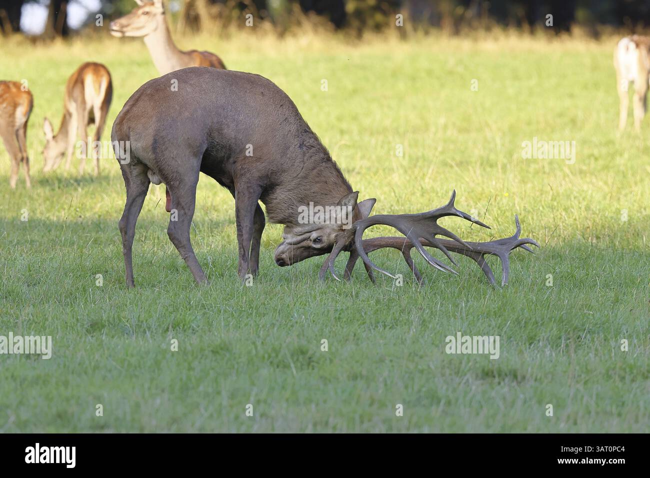 Cerf roux (Cervus elaphus) en saison d'ornithage, cerf maiteux bifurquant avec ses bois dans une clairière forestière, faune sauvage, Sauerland, Rhénanie du Nord-Westphalie, Banque D'Images