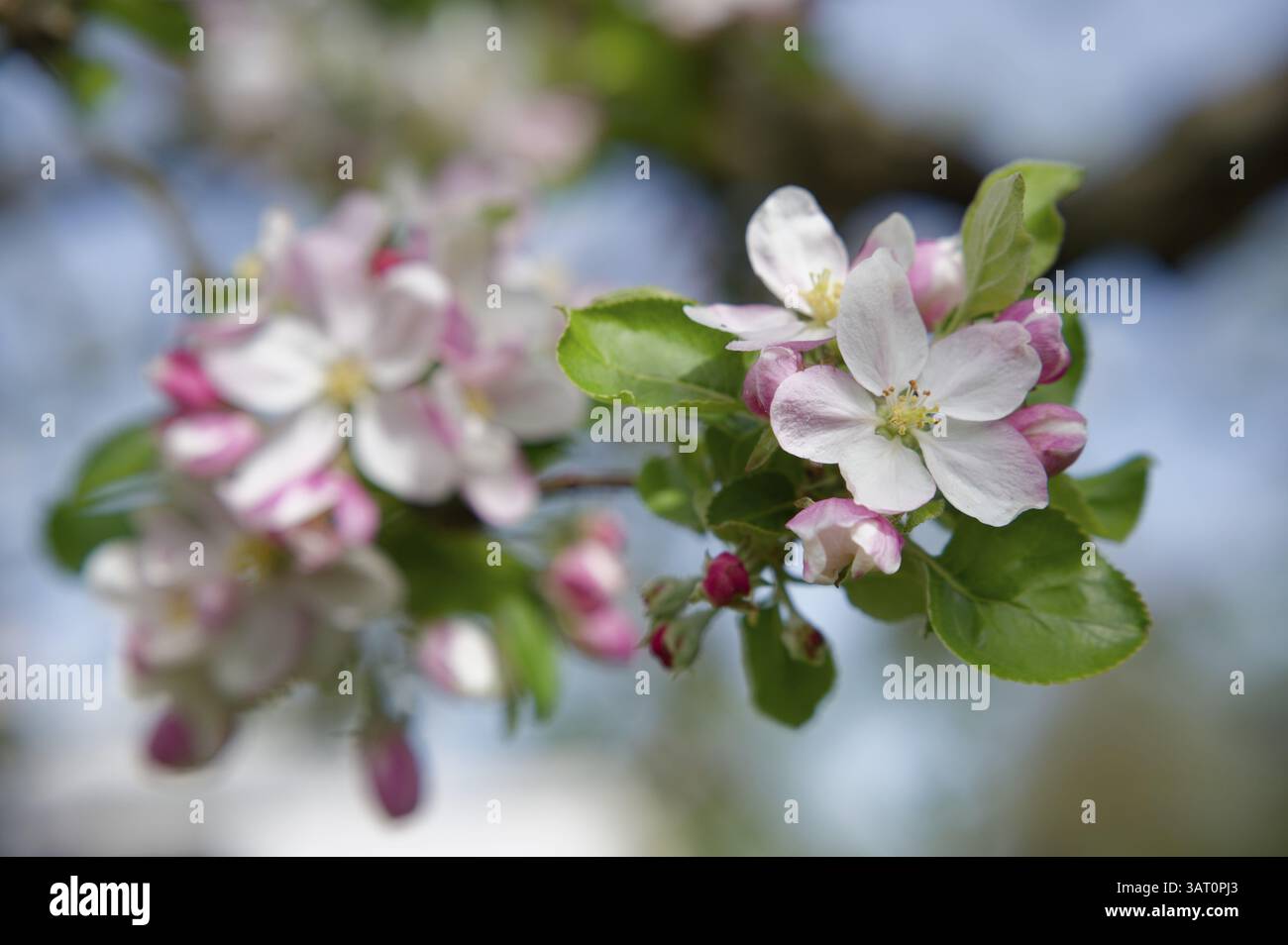 Floraison sur James Grieve pommier, variété de pommes, pomme d'été, printemps, avril, fleurs de fruits, fruits, Parc naturel de la forêt souabe-franconienne, Schw Banque D'Images
