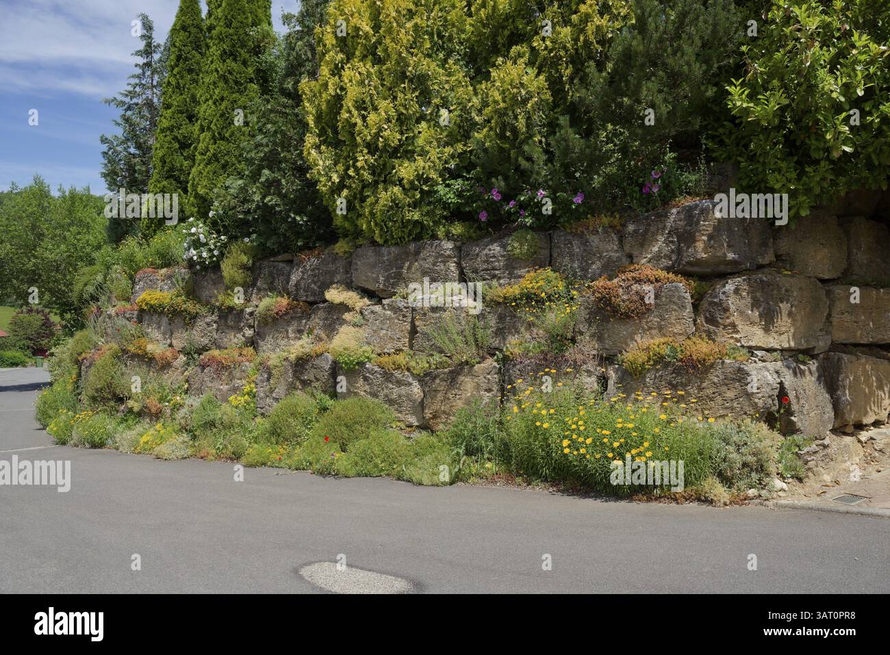 Mur de pierre, biodiversité, pierre, houseleek (Sedum), diversité végétale, jardinage, insectes, reptiles, conception de jardin, mur de jardin, maçonnerie, biotope, h Banque D'Images