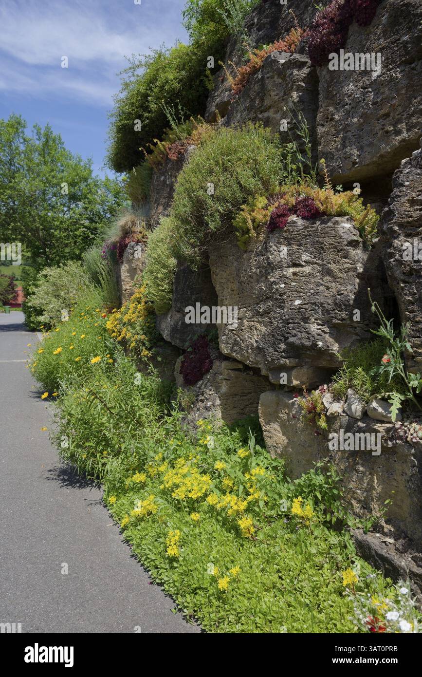Mur de pierre, biodiversité, pierre, houseleek (Sedum), diversité végétale, jardinage, insectes, reptiles, conception de jardin, mur de jardin, maçonnerie, biotope, h Banque D'Images