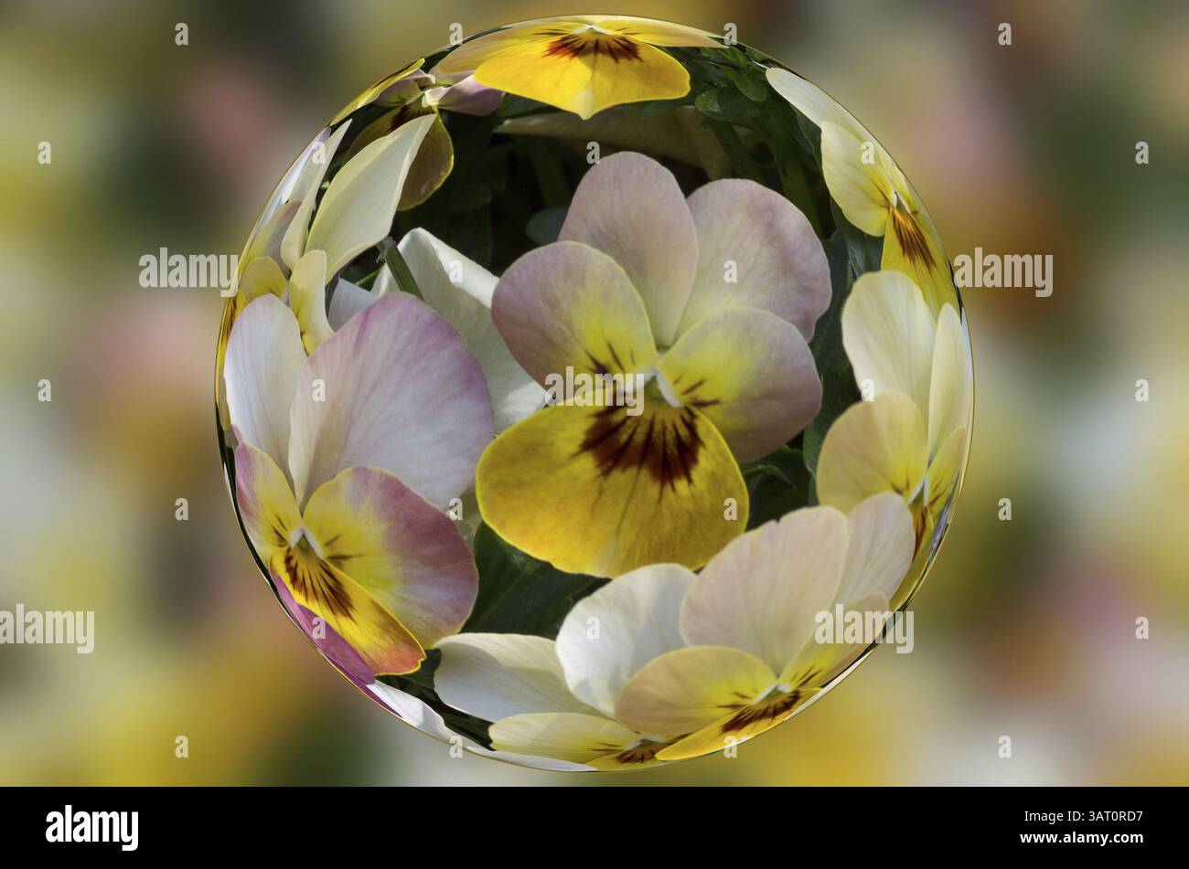 Pansies en forme de boule Banque D'Images