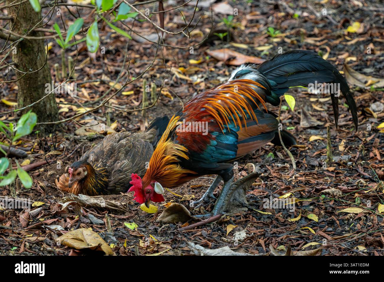Red Junglefowl - Gallus gallus, bel oiseau de sol coloré des forêts de l'Asie du Sud et du Sud-est, Singapour. Banque D'Images