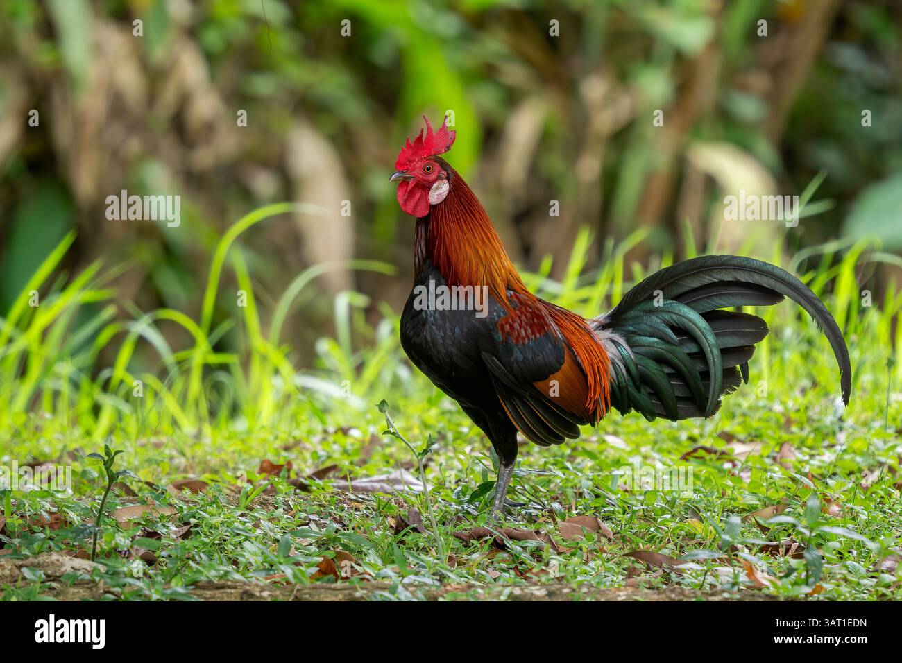 Red Junglefowl - Gallus gallus, bel oiseau de sol coloré des forêts de l'Asie du Sud et du Sud-est, Singapour. Banque D'Images