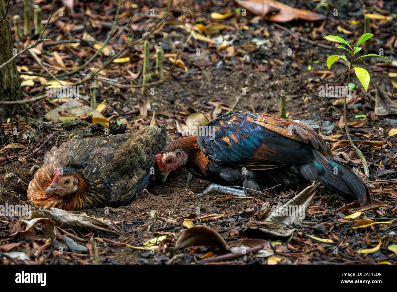 Red Junglefowl - Gallus gallus, bel oiseau de sol coloré des forêts de l'Asie du Sud et du Sud-est, Singapour. Banque D'Images