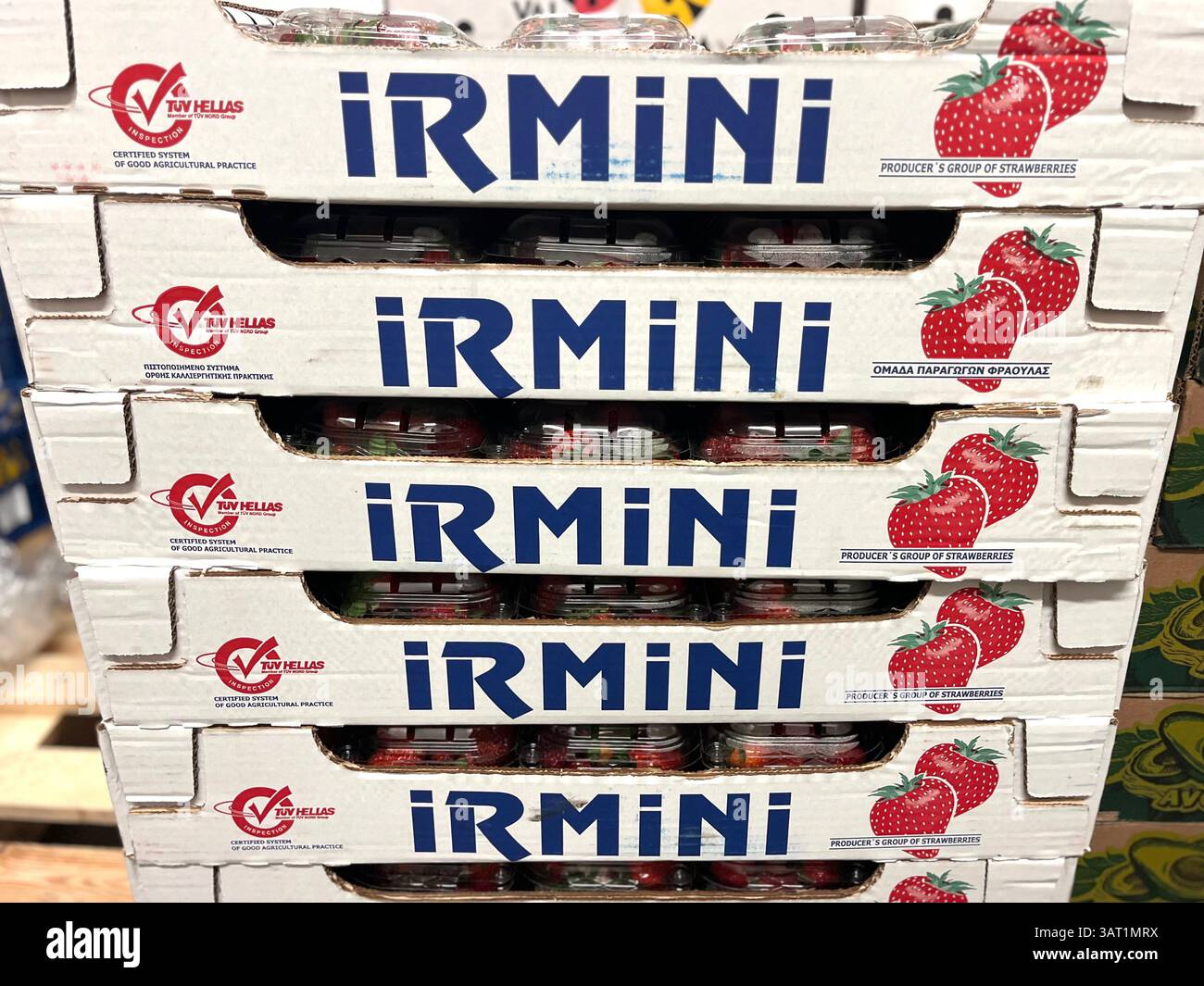 Fraises emballées dans des caisses en carton par Irmini distributeur de fruits grecs, prêtes pour la distribution et les marchés d'exportation - Image de stock capturée avec un smartphone
