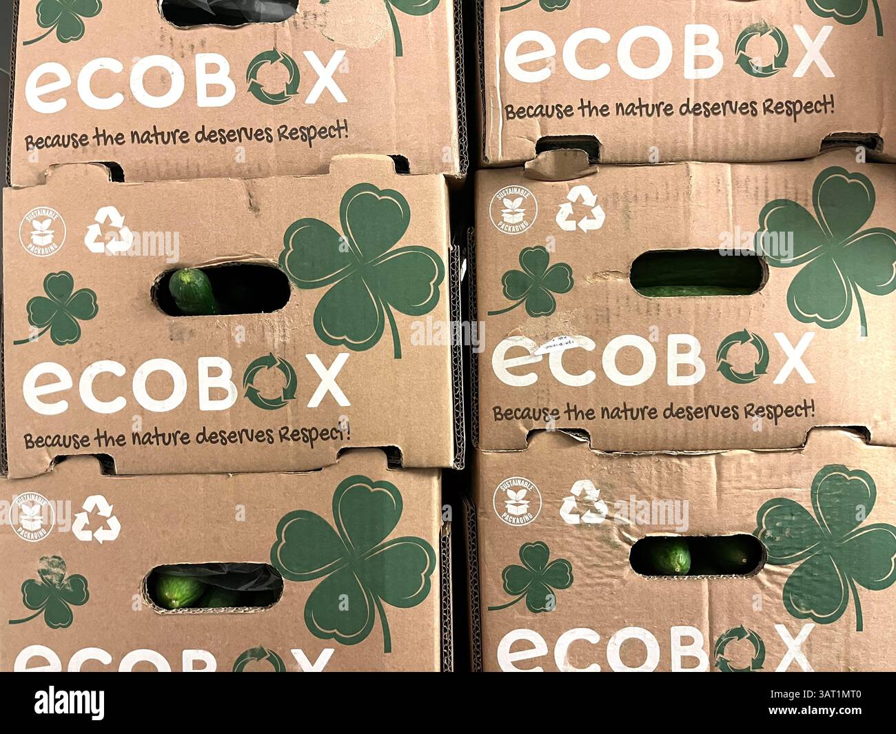 Concombres en emballage carton Ecobox, prêt à la distribution, matériaux recyclables et éco-responsables, Banque D'Images