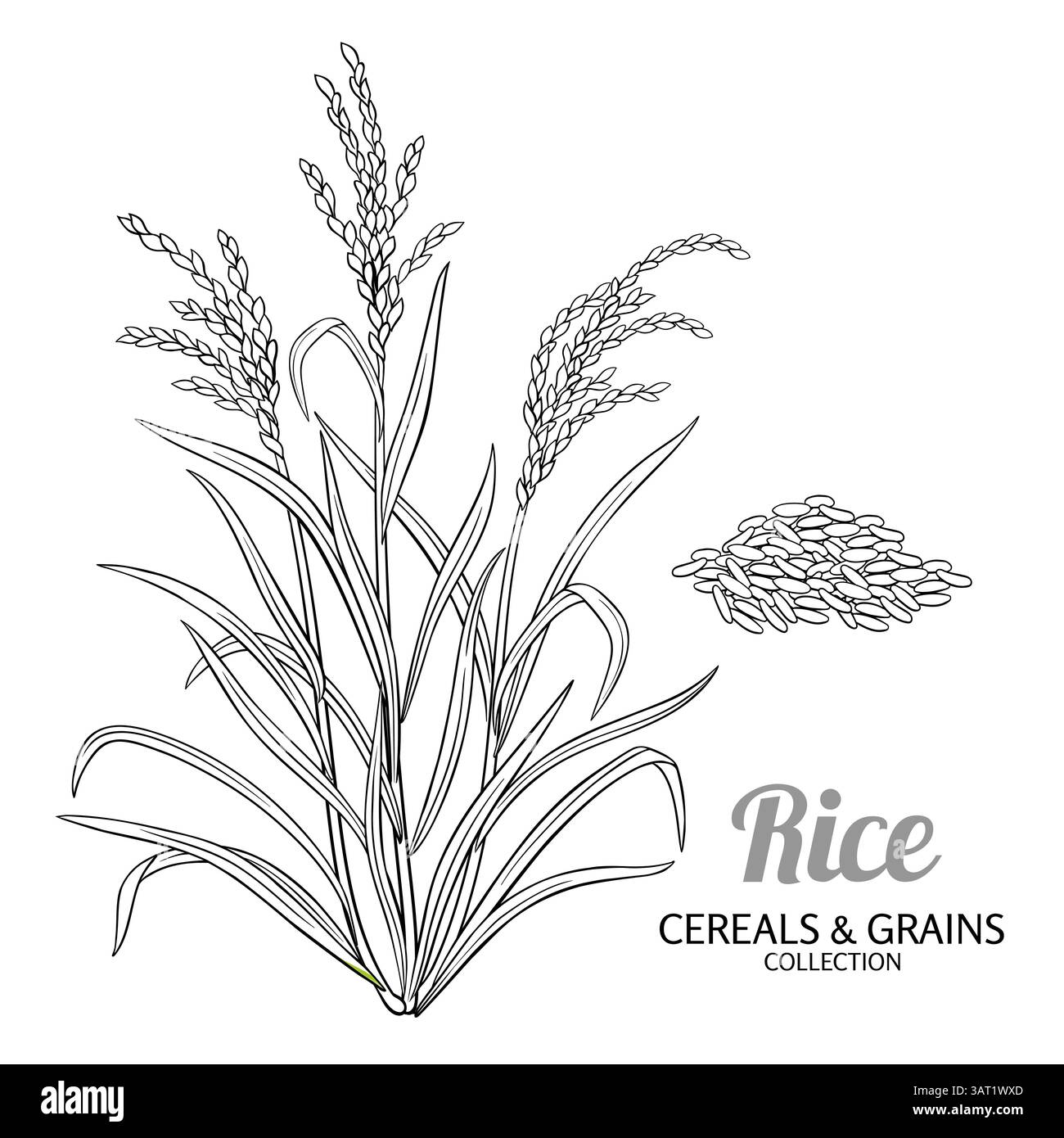 Plante de riz avec illustration de contour de graines Illustration de Vecteur