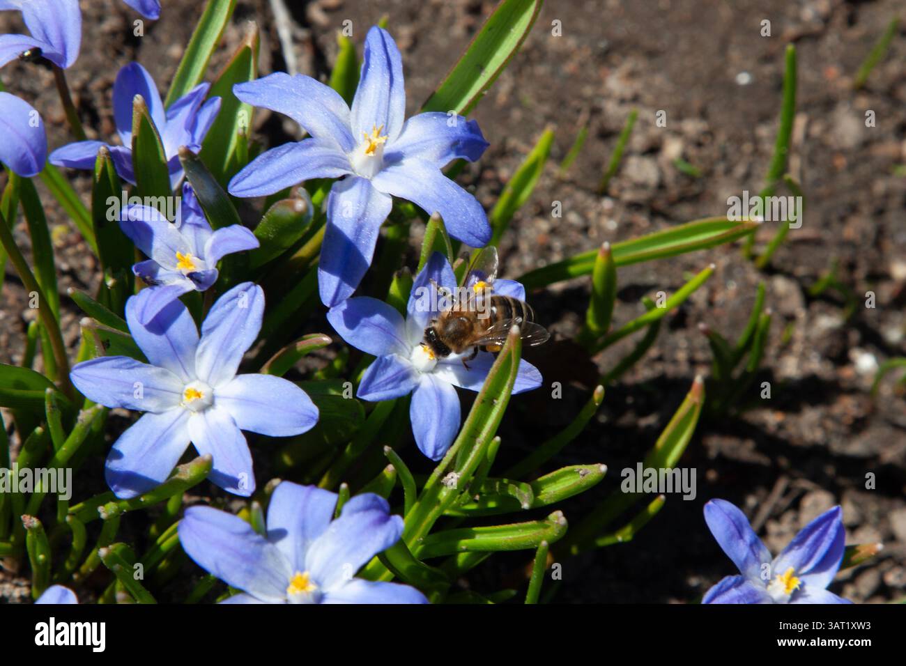 Fleurs bleu pâle avec une abeille sur une fleur. Scilla luciliae, Scilla sect. Chionodoxa, gloire de la neige de Bossier ou gloire de la neige de Lucile en sprin Banque D'Images