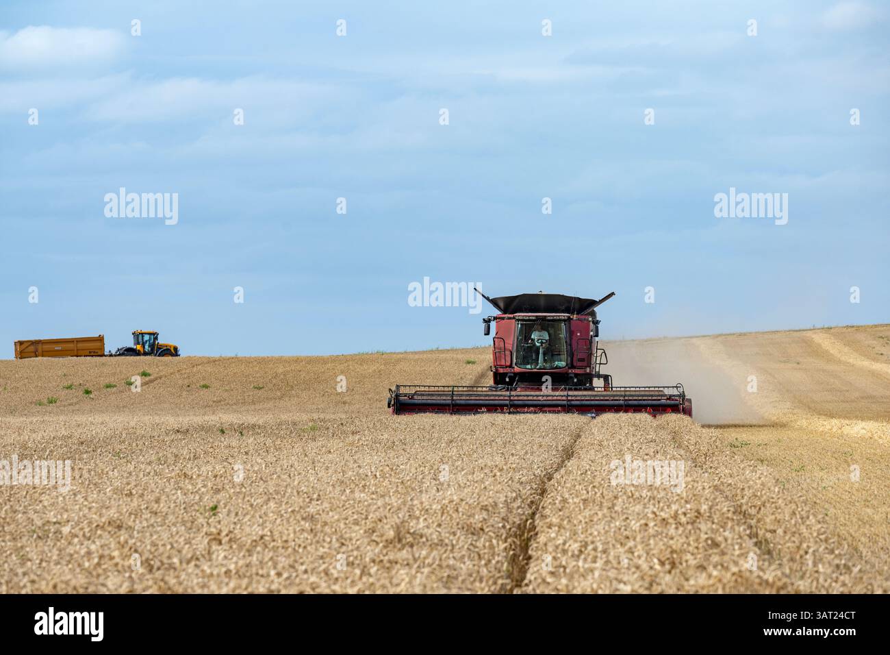 Récolte de blé Bawdsey Suffolk UK Banque D'Images