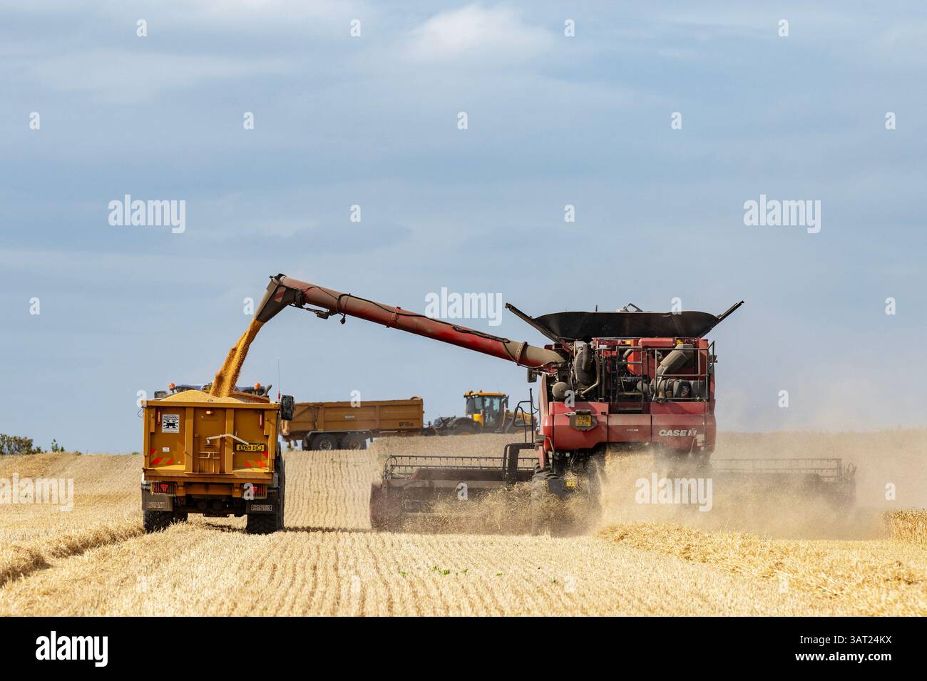 Récolte de blé Bawdsey Suffolk UK Banque D'Images