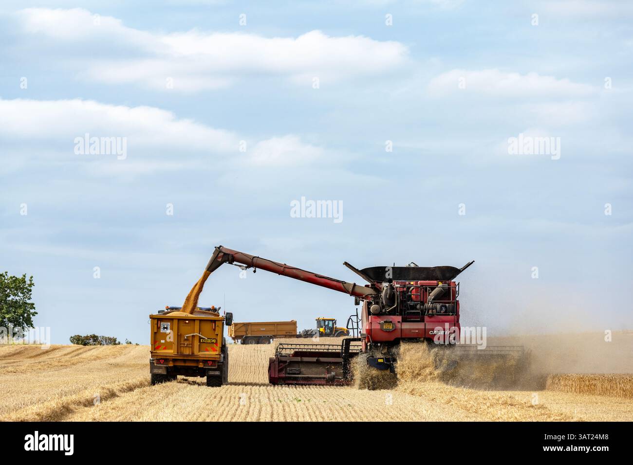 Récolte de blé Bawdsey Suffolk UK Banque D'Images