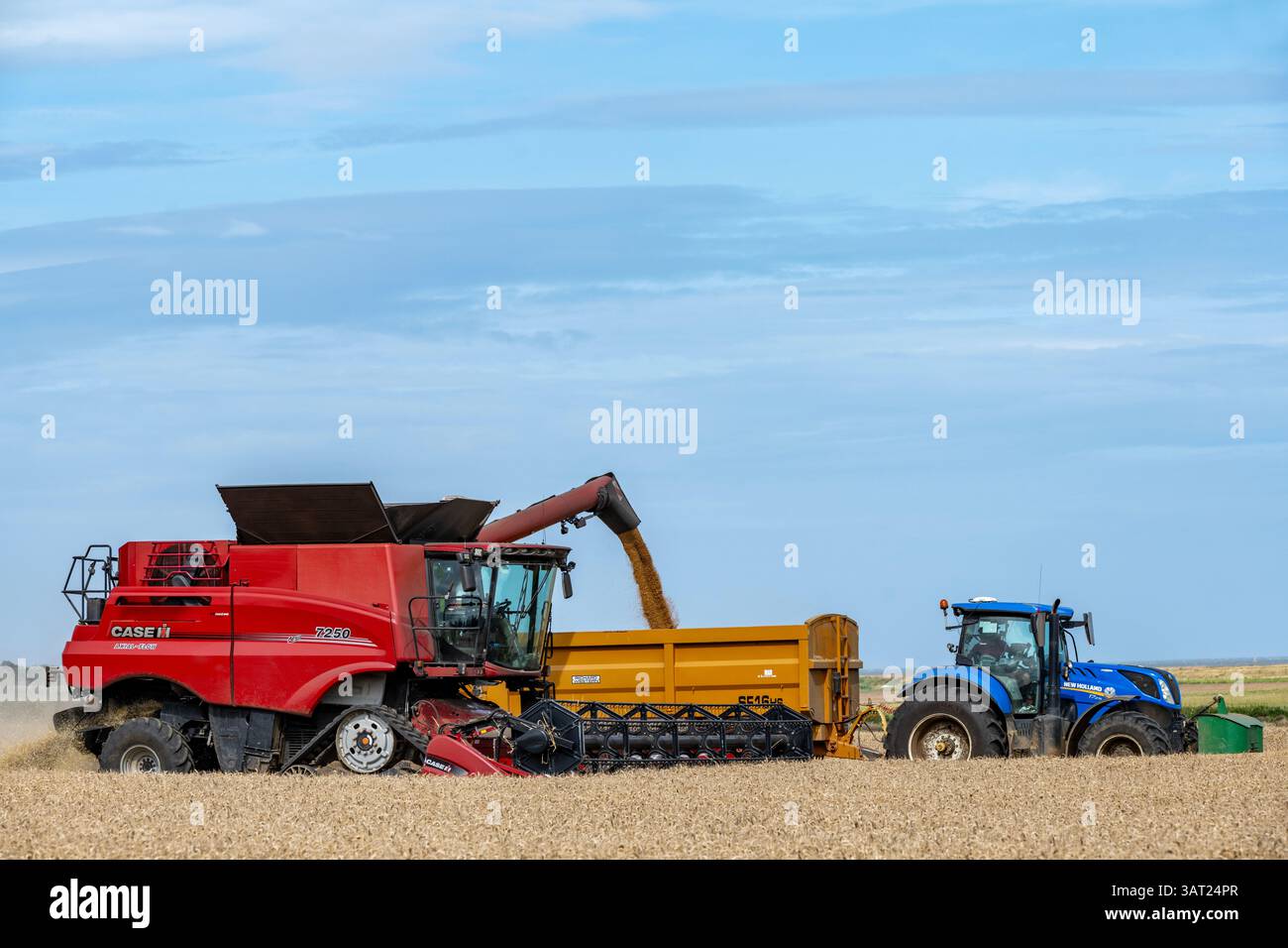 Récolte de blé Bawdsey Suffolk UK Banque D'Images