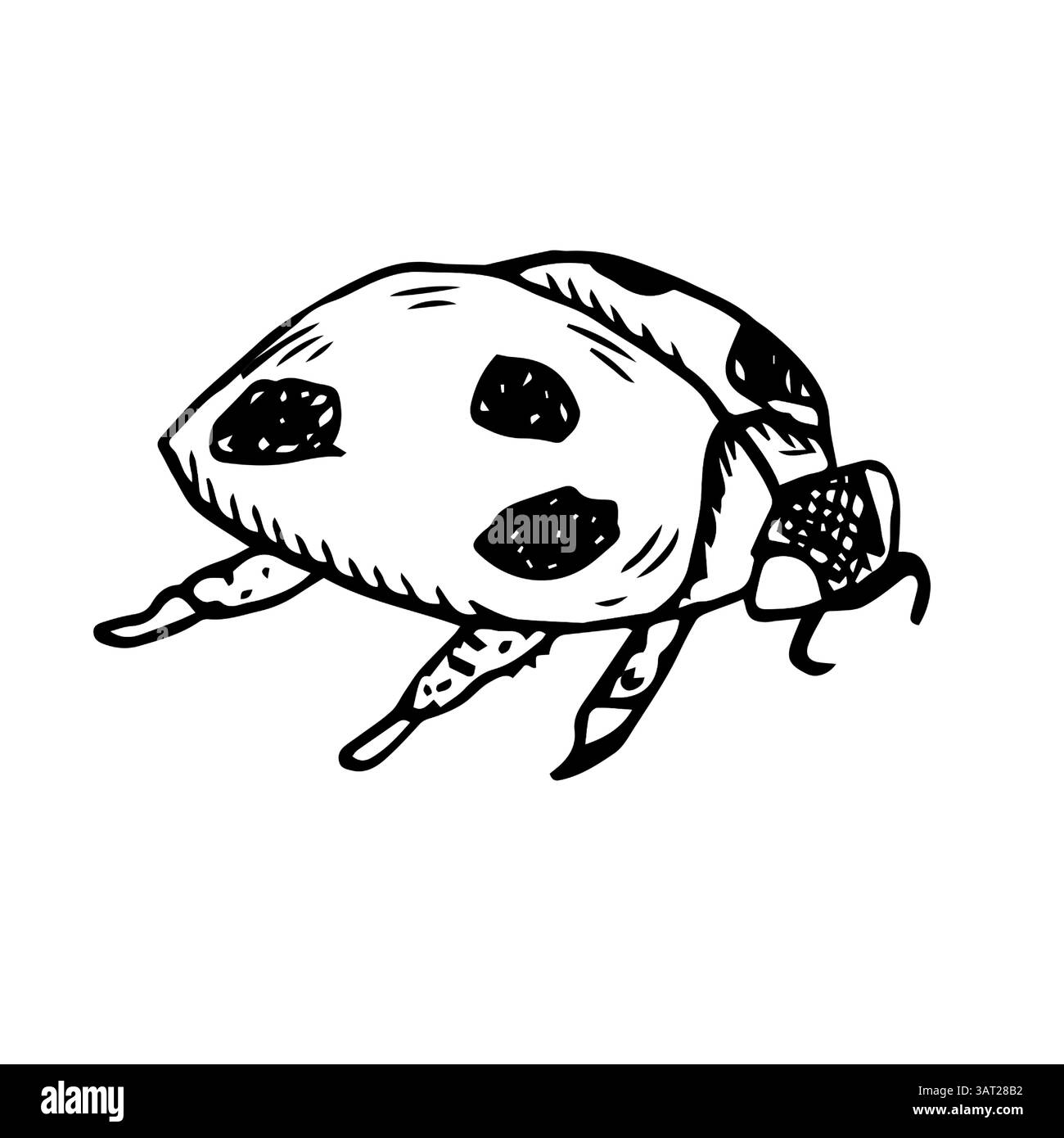 Coccinelle, illustration vectorielle noir et blanc. Un bel insecte aux points noirs, isolé sur fond blanc, peint à la main à l'aquarelle. Mignon ani Illustration de Vecteur