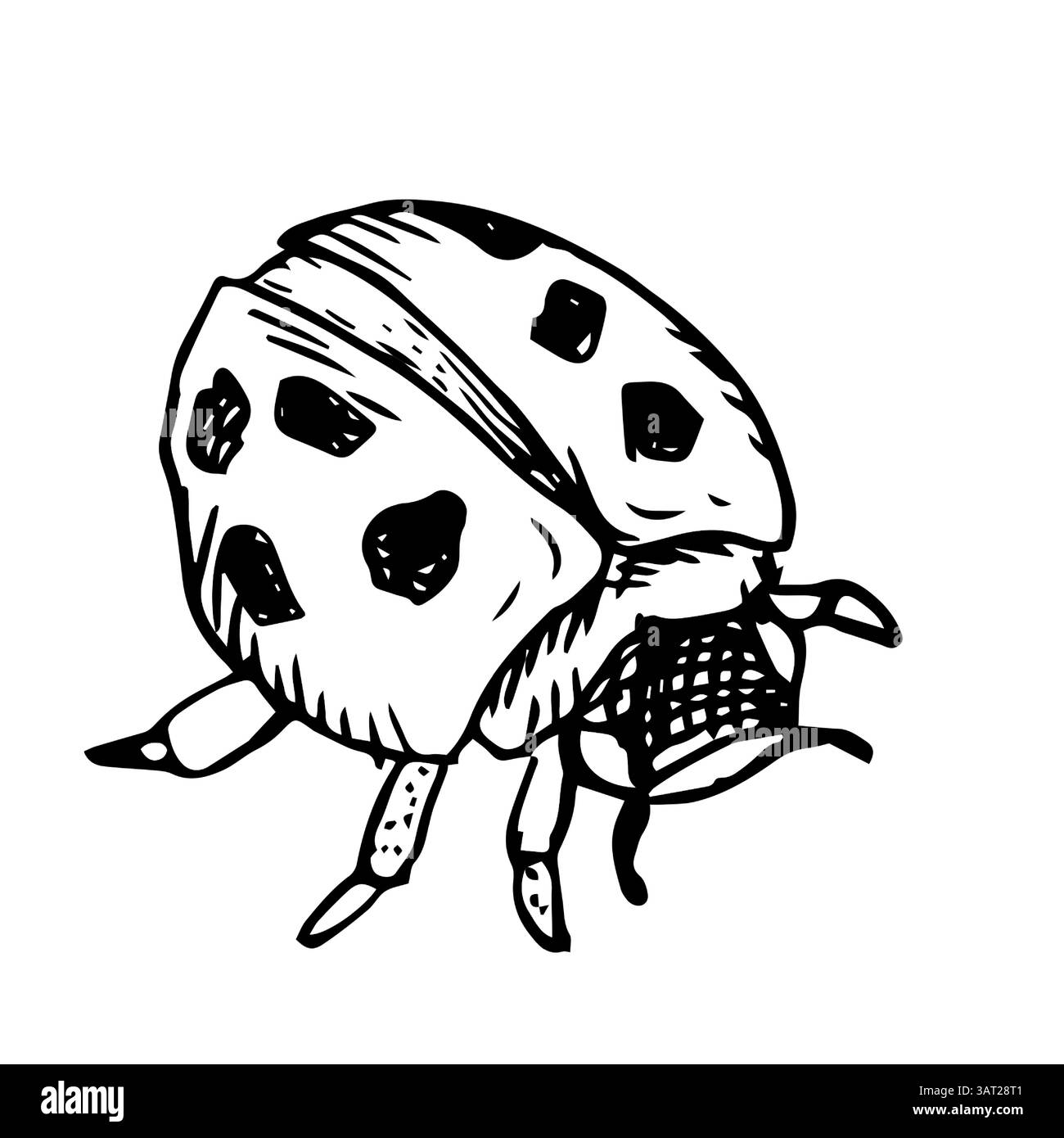 Coccinelle, illustration vectorielle noir et blanc. Un bel insecte aux points noirs, isolé sur fond blanc, peint à la main à l'aquarelle. Mignon ani Illustration de Vecteur