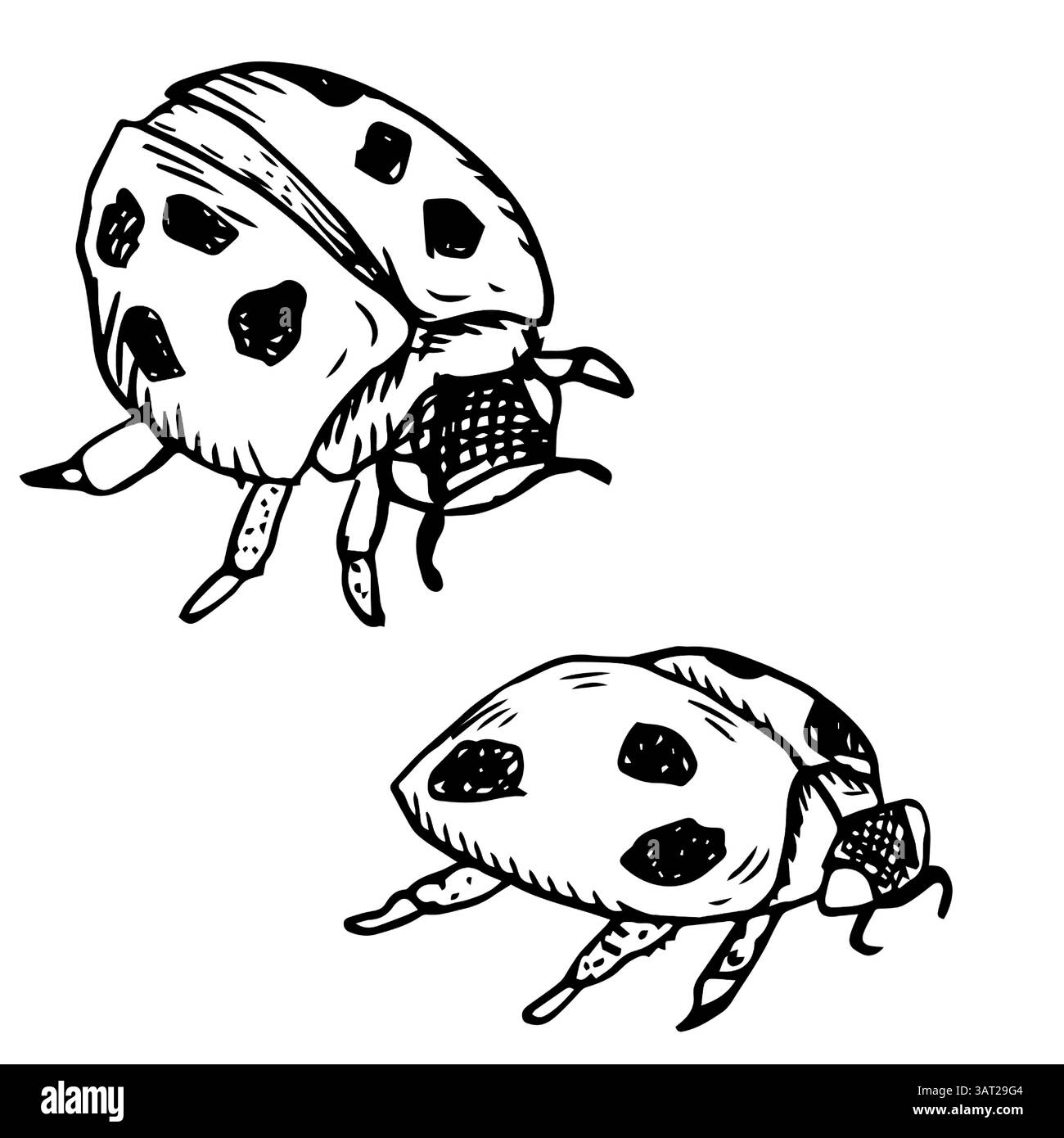 Coccinelle, illustration vectorielle noir et blanc. Un ensemble de beaux insectes aux points noirs, isolés sur fond blanc, peints à la main à l'aquarelle. Illustration de Vecteur