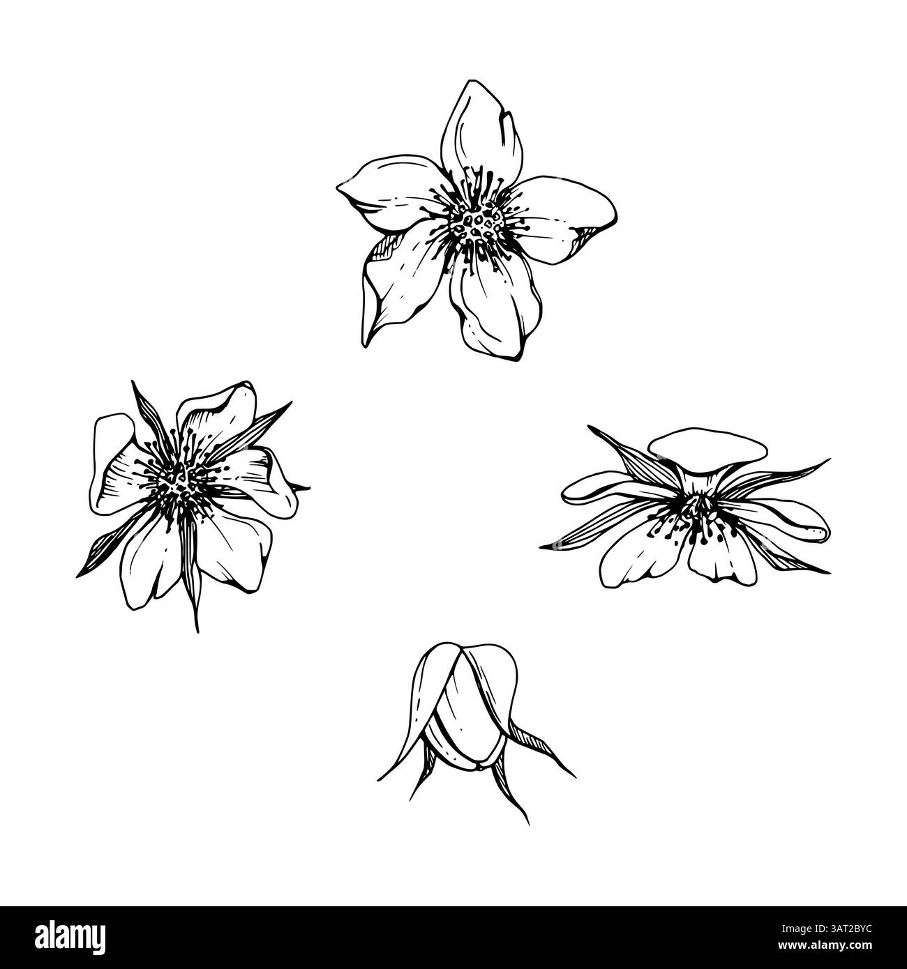 Bourgeons de fleurs printanières précoces, fleur de pomme sakura cerise, dessinée à la main dans l'encre vectorielle Marguerite d'anémone, plante de baies de buisson d'arbre. Objet unique isolé Illustration de Vecteur