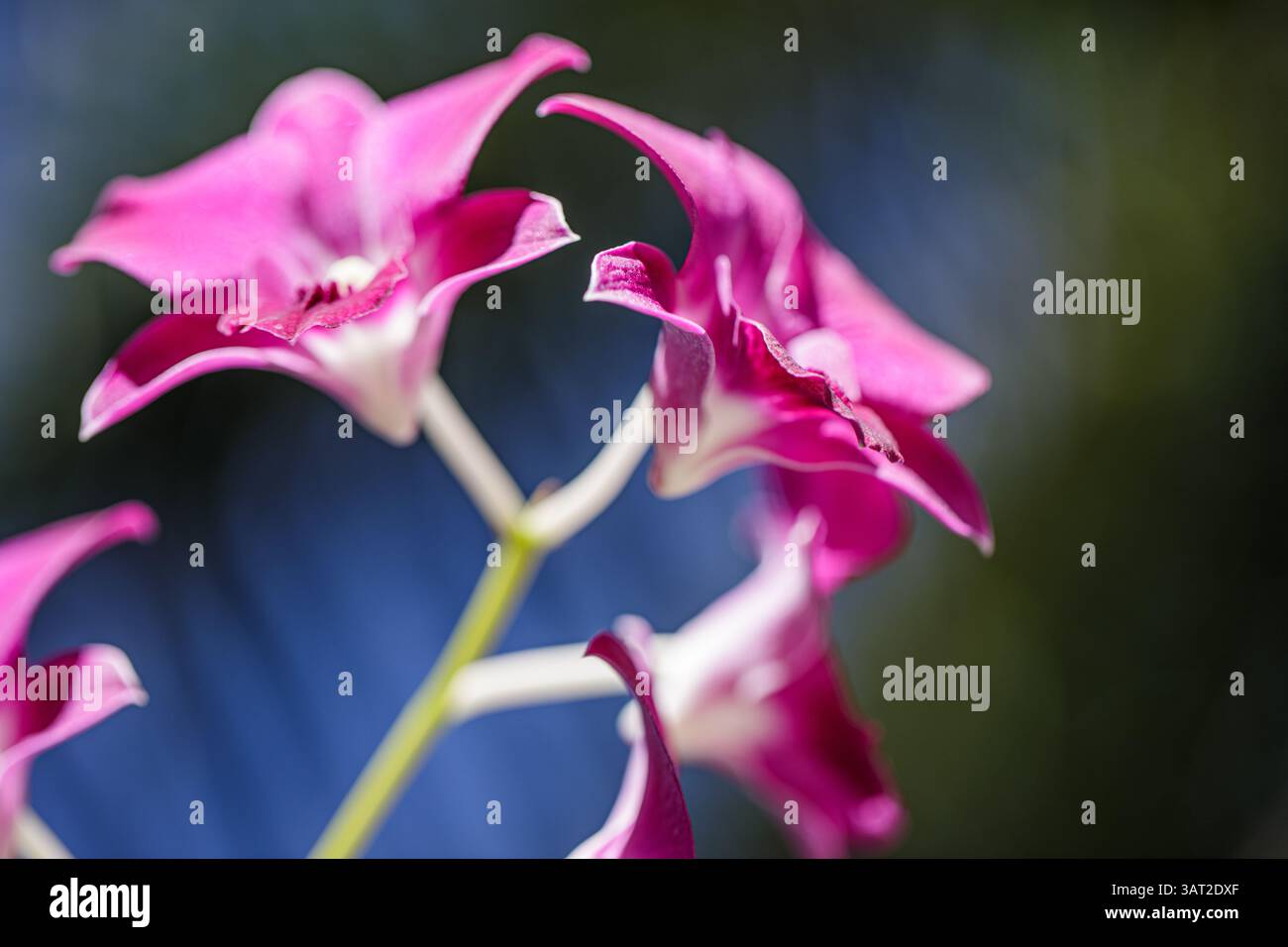Gros plan de fleurs d'orchidée roses et violettes avec des pétales délicats et des couleurs vibrantes sur un fond naturel doux beauté florale tropicale parfaite Banque D'Images