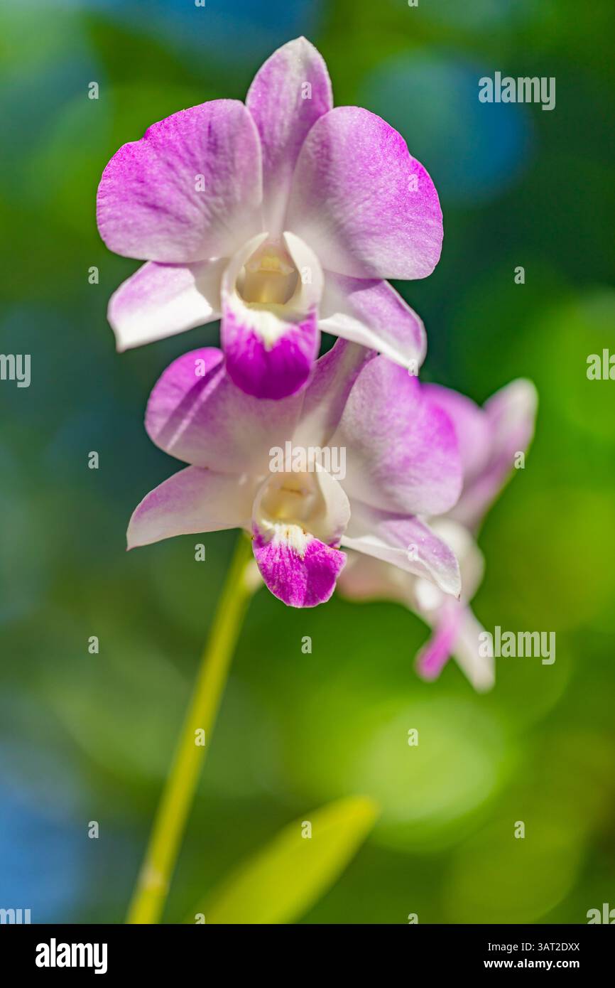 Gros plan de fleurs d'orchidée roses et violettes avec des pétales délicats et des couleurs vibrantes sur un fond naturel doux beauté florale tropicale parfaite Banque D'Images