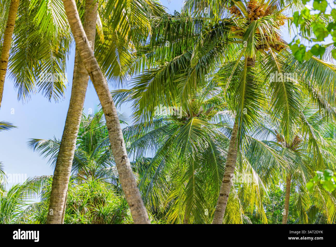 Feuilles de palmier abstraites avec fond vert luxuriant, scène de nature tropicale, feuillage vibrant, plantes exotiques, beauté naturelle, forêt exotique sereine Banque D'Images