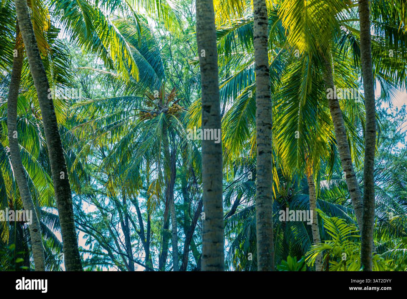 Feuilles de palmier abstraites avec fond vert luxuriant, scène de nature tropicale, feuillage vibrant, plantes exotiques, beauté naturelle, forêt exotique sereine Banque D'Images