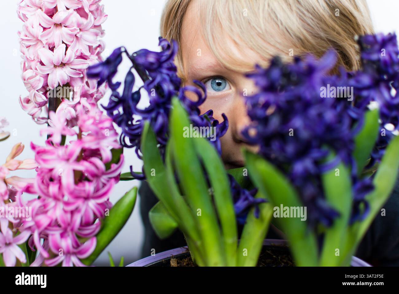 L'enfant blond jette un œil ludique à travers les fleurs vibrantes de jacinthe Banque D'Images