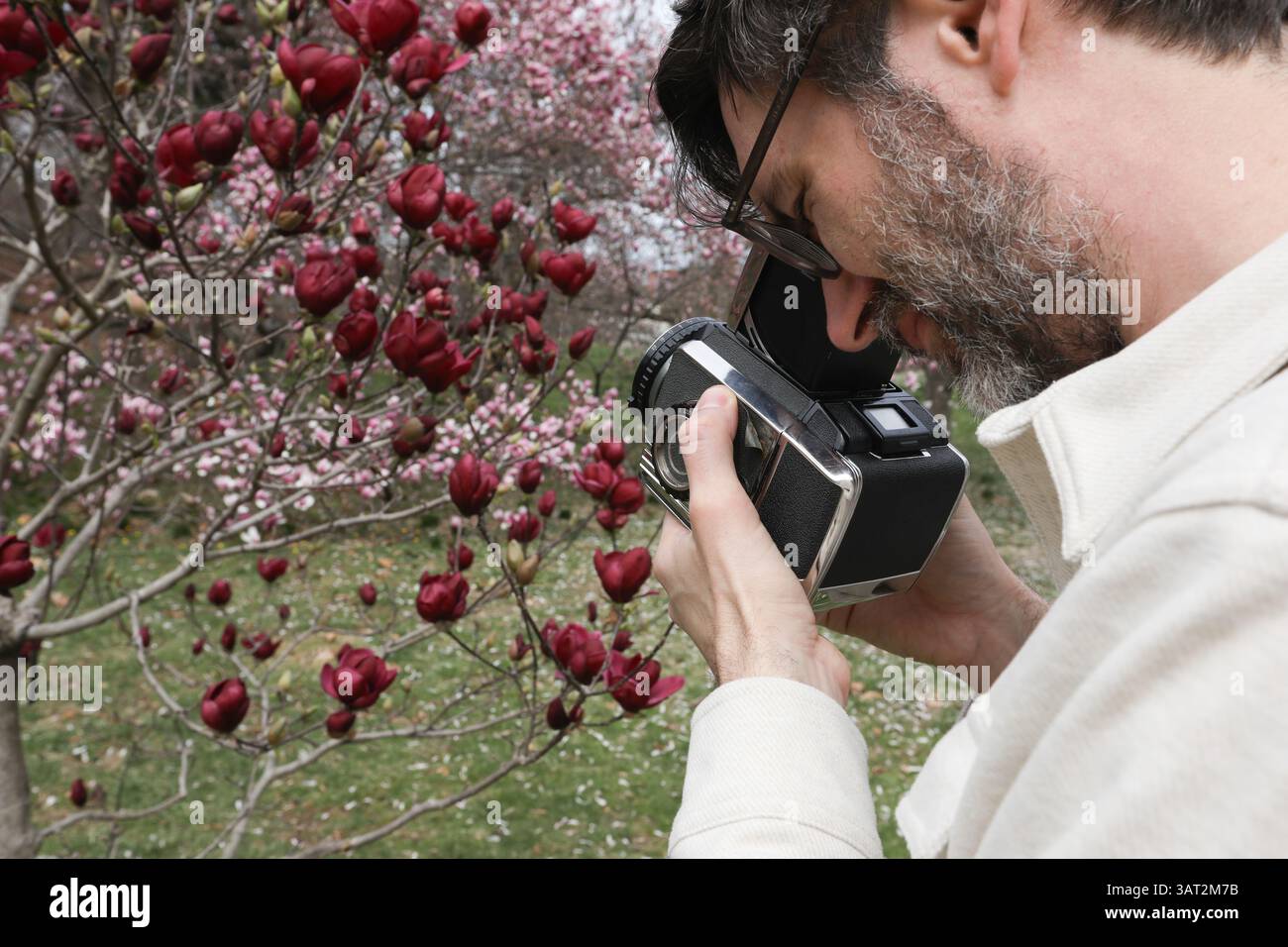 Aîné Millenial prenant une photographie sur un appareil photo de 120 de Magnolias Banque D'Images