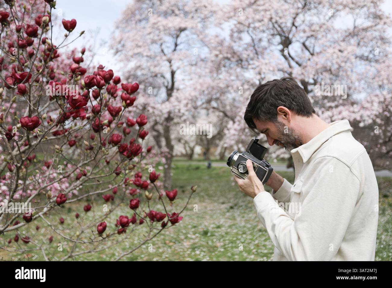 Aîné Millenial prenant une photographie sur un appareil photo de 120 de Magnolias Banque D'Images