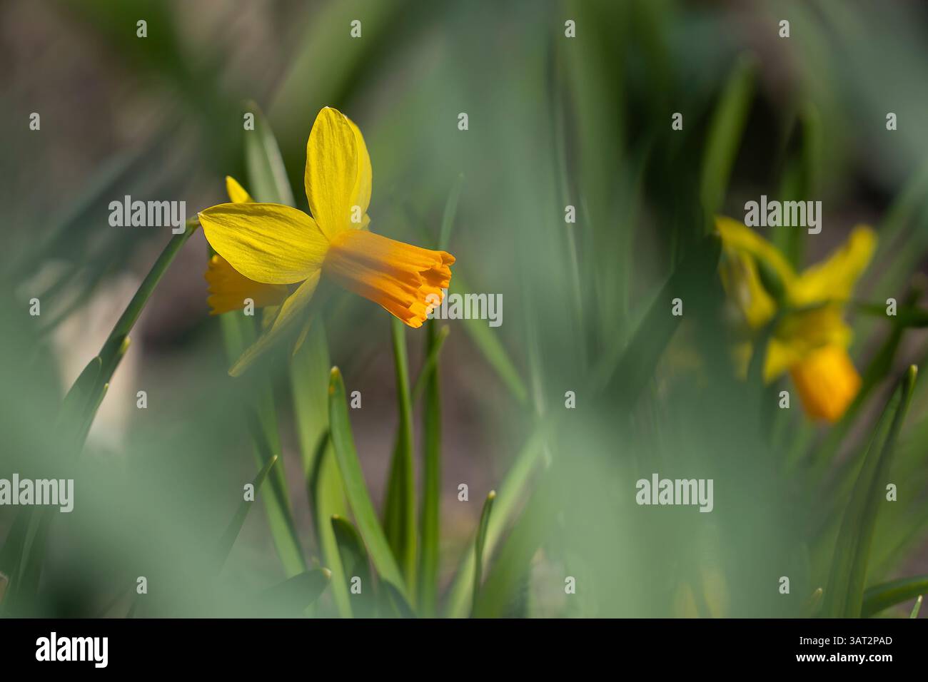 Nain Daffodil narcisse Jetfire avec ses fleurs jaune vif avec un long centre en forme de trompette ( corona ). Jonquille jaune Narcissus 'Jetfire'. Banque D'Images