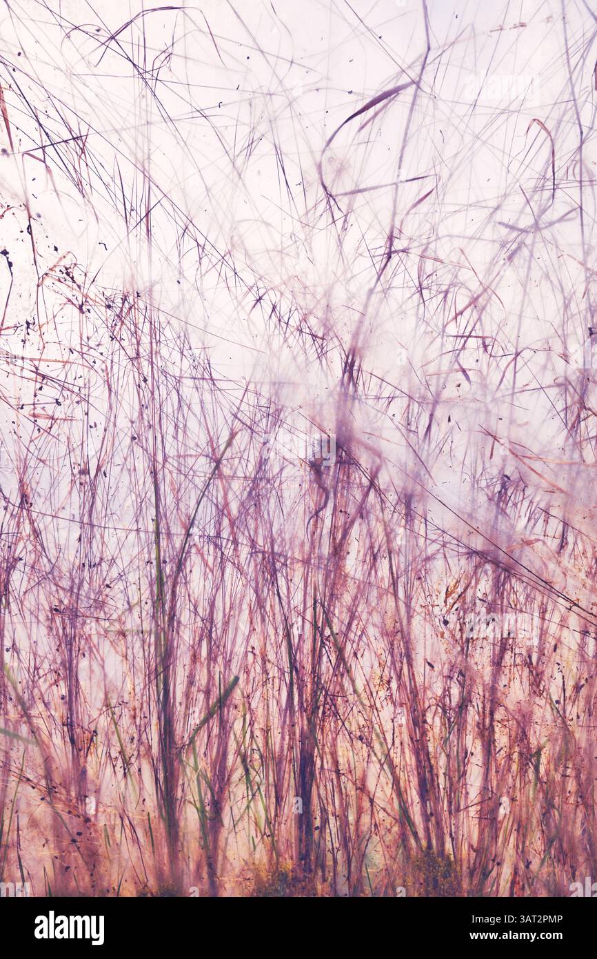 Photo floue de l'herbe et des plantes derrière la feuille, fond abstrait. Banque D'Images
