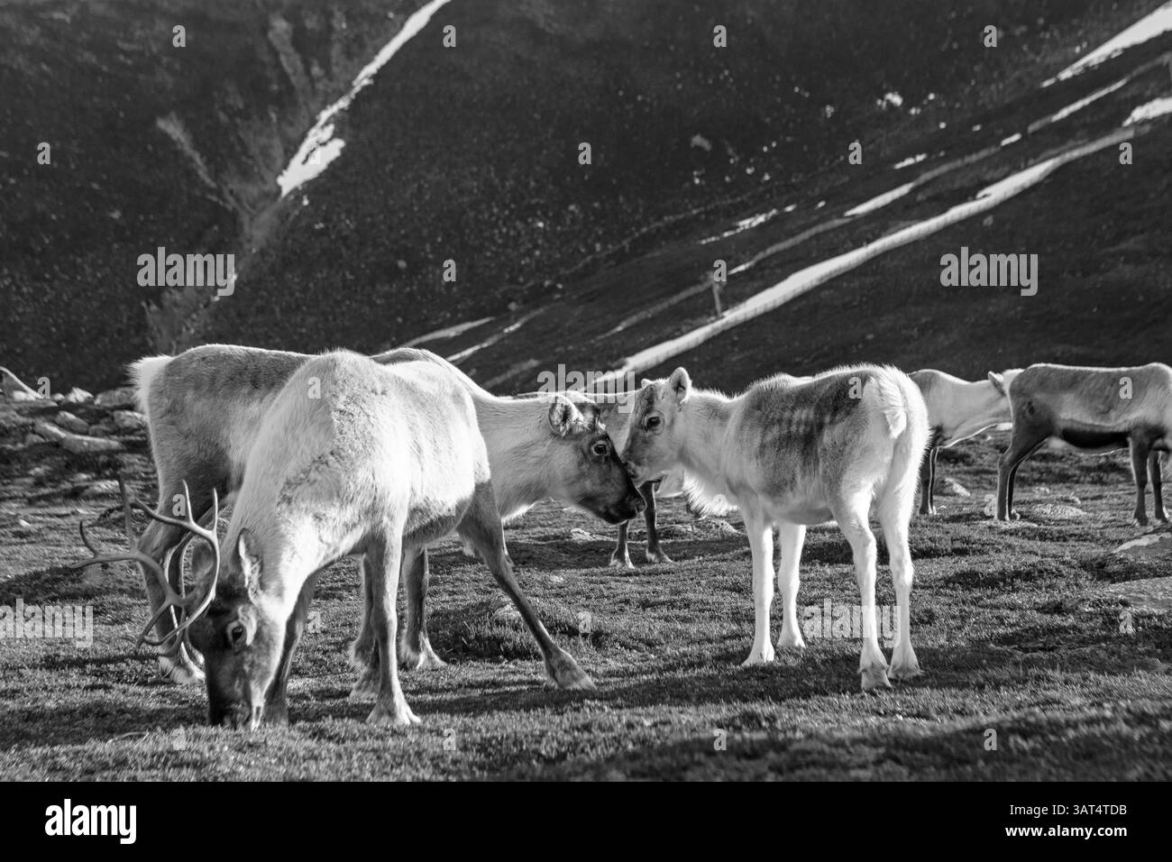 Image en noir et blanc d'un troupeau de rennes errant dans les montagnes des Cairngorms en Écosse. Banque D'Images