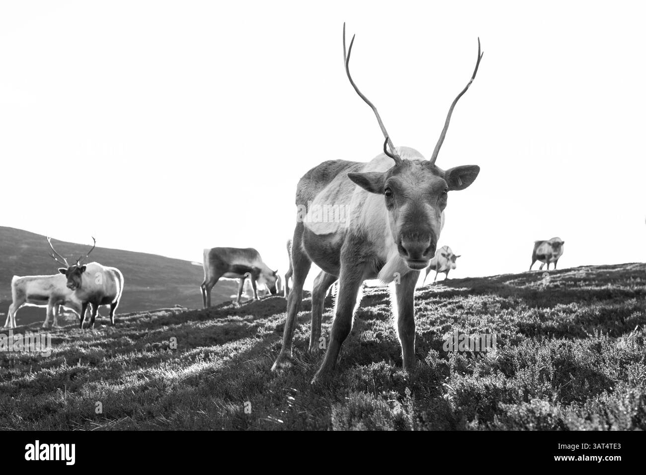 Image en noir et blanc d'un troupeau de rennes errant dans les montagnes des Cairngorms en Écosse. Banque D'Images