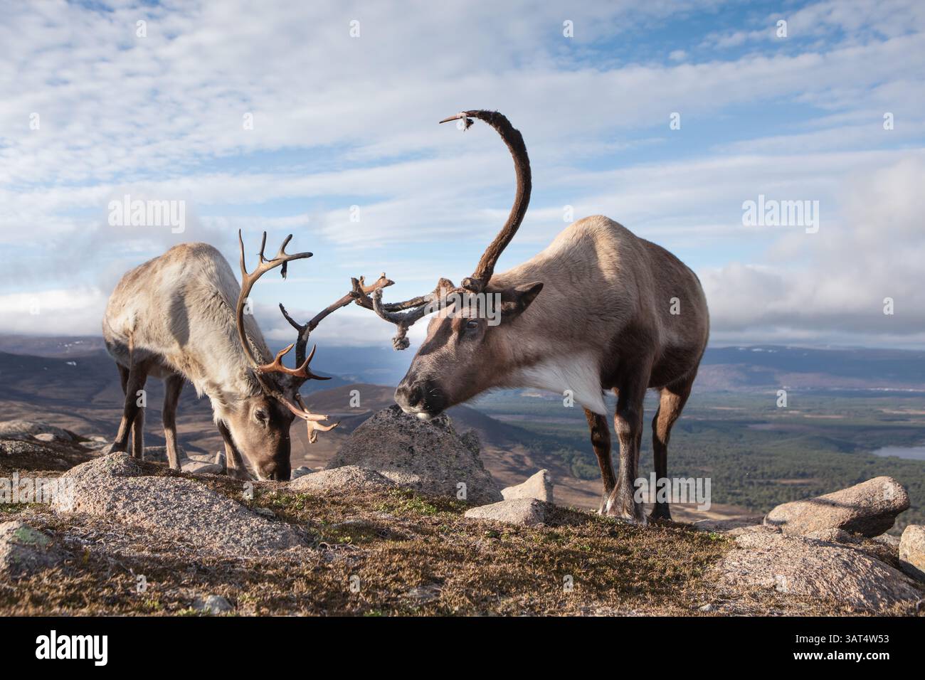 Un couple de rennes se promène dans les montagnes de Cairngorms en Écosse. Banque D'Images