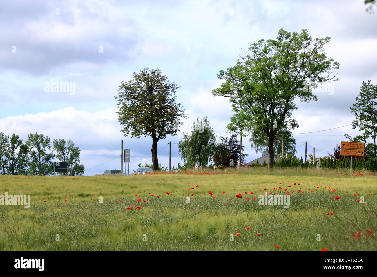 Possendorf, Saxe, Allemagne en Europe - mai 31 2024 : coquelicots rouges fleurissant dans un champ Banque D'Images