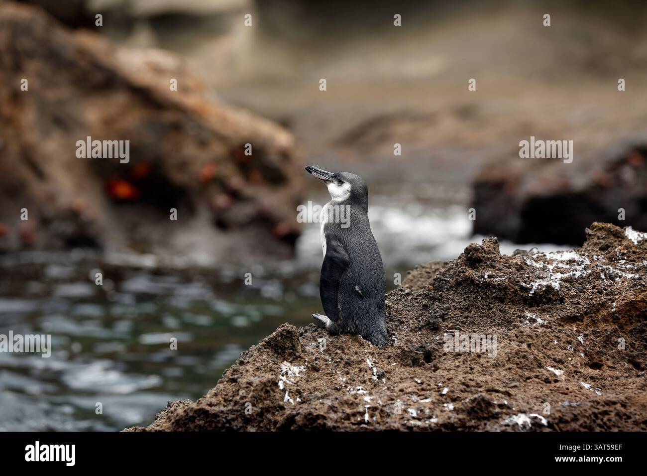 Manchot des Galapagos (Spheniscus mendiculus). Île de Bartholomew, Galapagos Banque D'Images