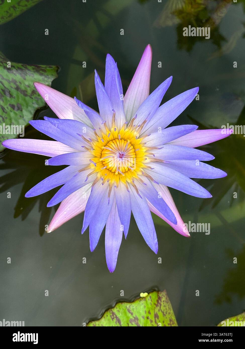 Le nénuphar flotte paisiblement sur l'étang, affichant des nuances complexes de violet et de jaune. Banque D'Images Le nénuphar flotte paisiblement sur l'étang, affichant des nuances complexes de violet et de jaune. Banque D'Images