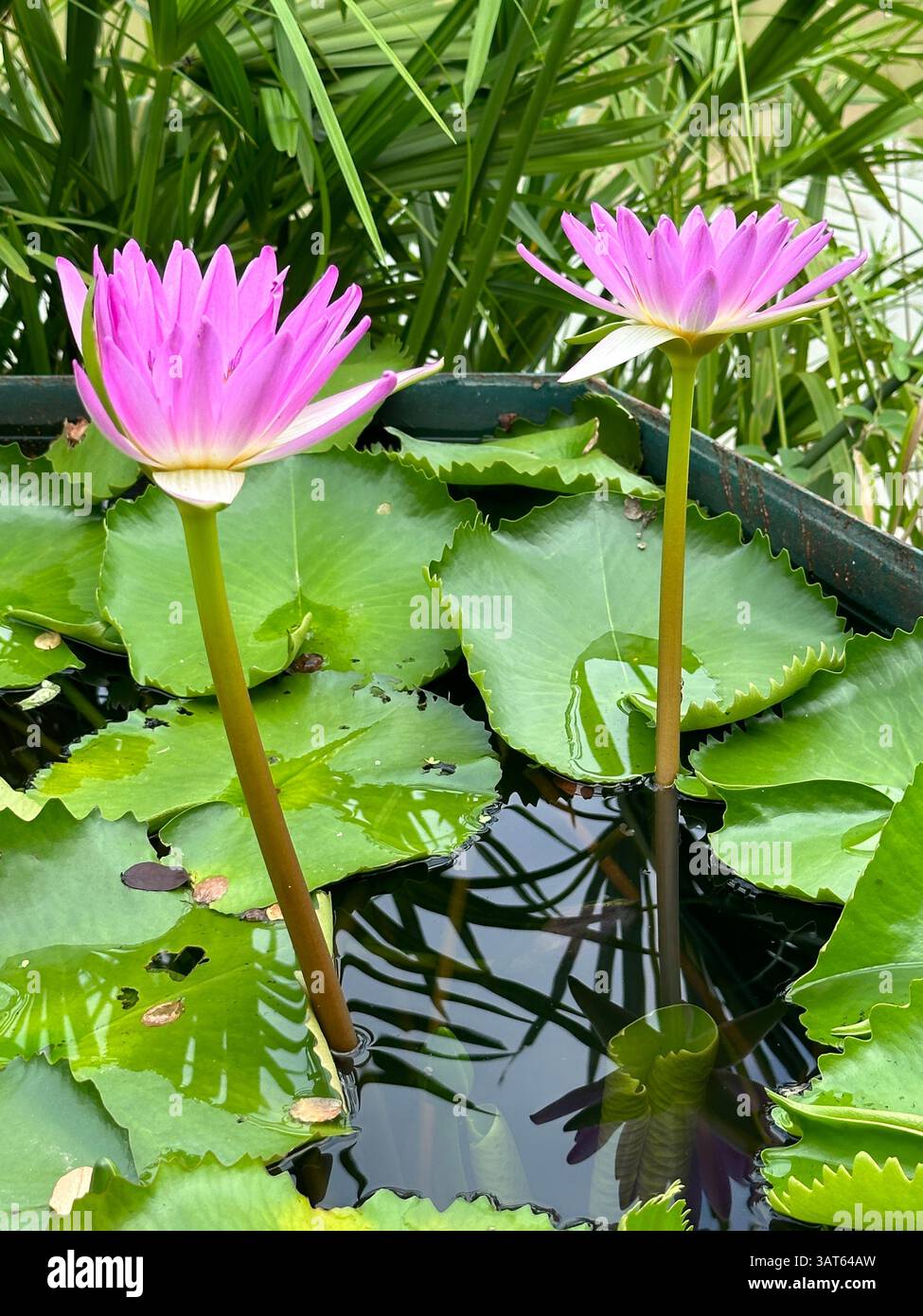 Les nénuphars roses éclatants fleurissent gracieusement dans un cadre paisible d'étang entouré de nénuphars. Banque D'Images Les nénuphars roses éclatants fleurissent gracieusement dans un cadre paisible d'étang entouré de nénuphars. Banque D'Images
